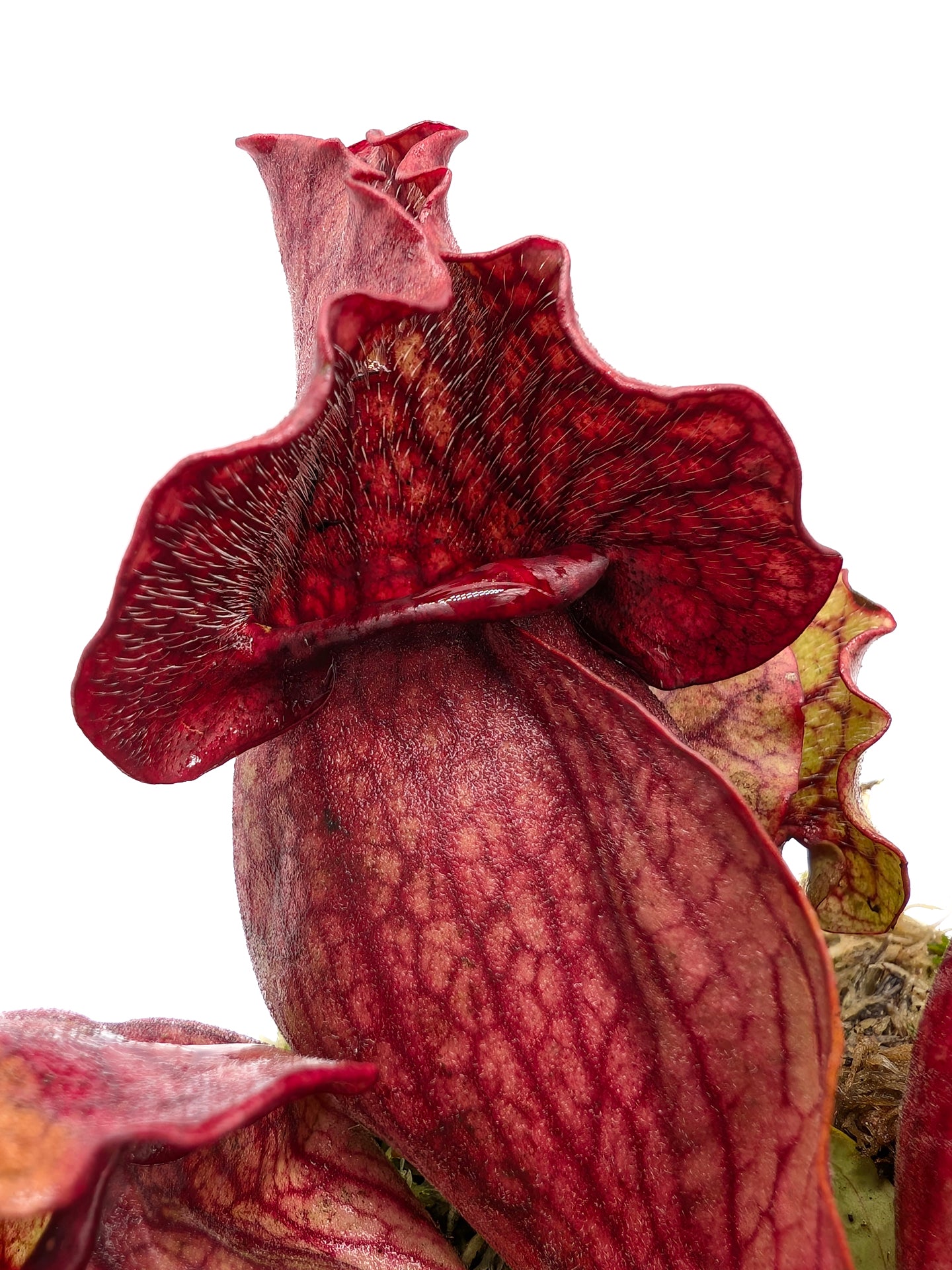 Sarracenia purpurea ssp. venosa "All red" Burlington Co.