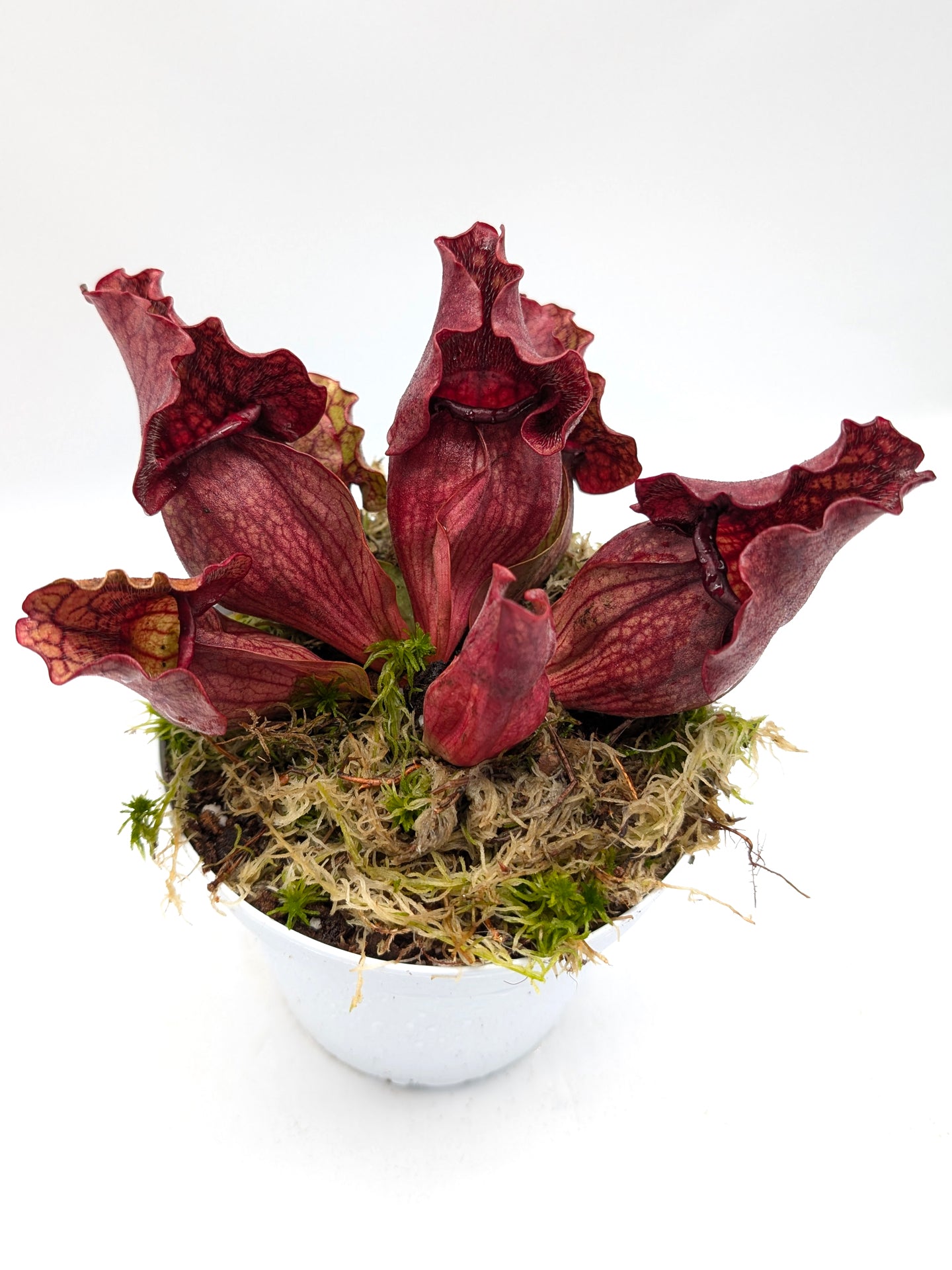 Sarracenia purpurea ssp. venosa "All red" Burlington Co.