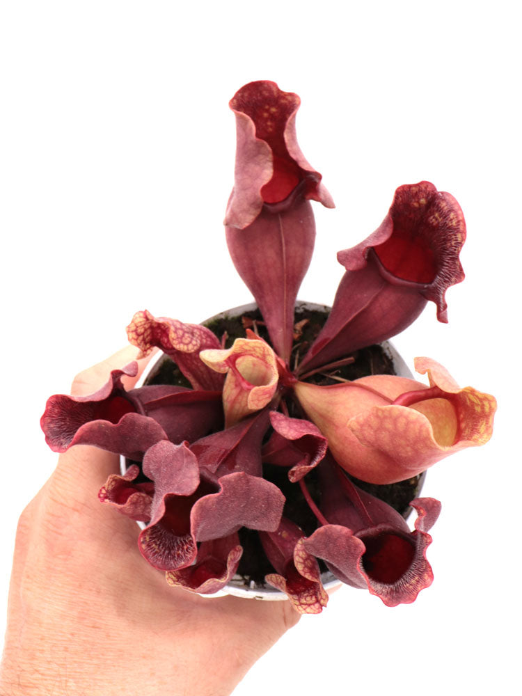 Sarracenia purpurea ssp. venosa "All red"