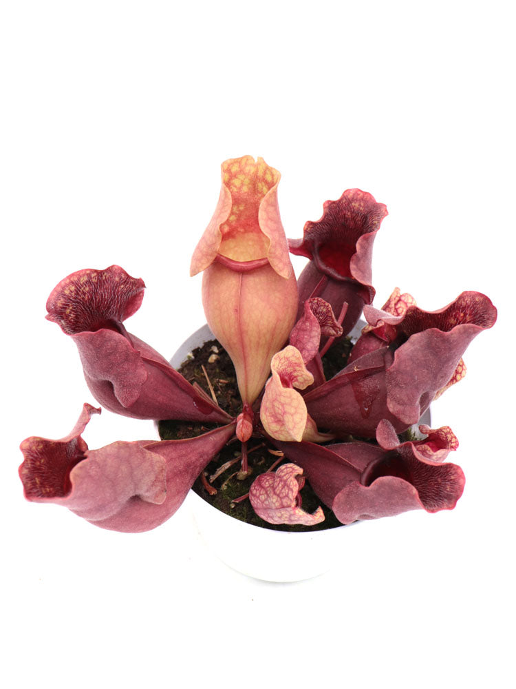 Sarracenia purpurea ssp. venosa "All red"