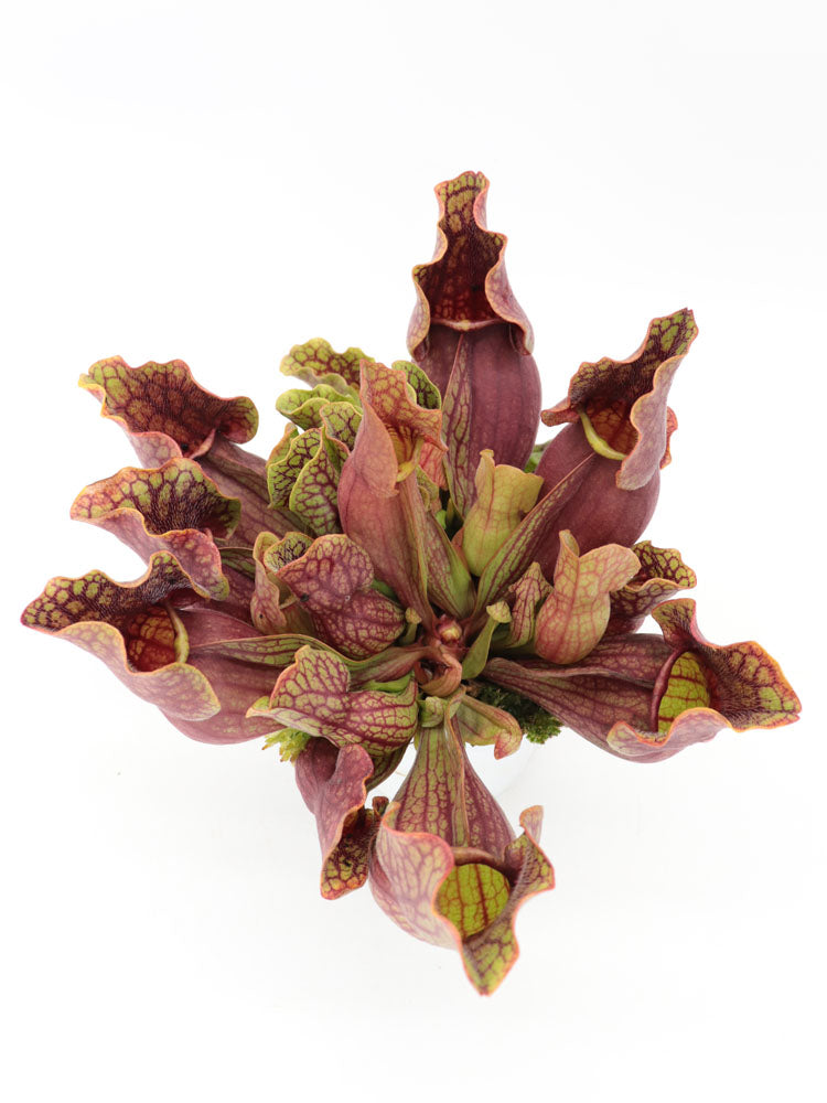 Sarracenia purpurea ssp. purpurea