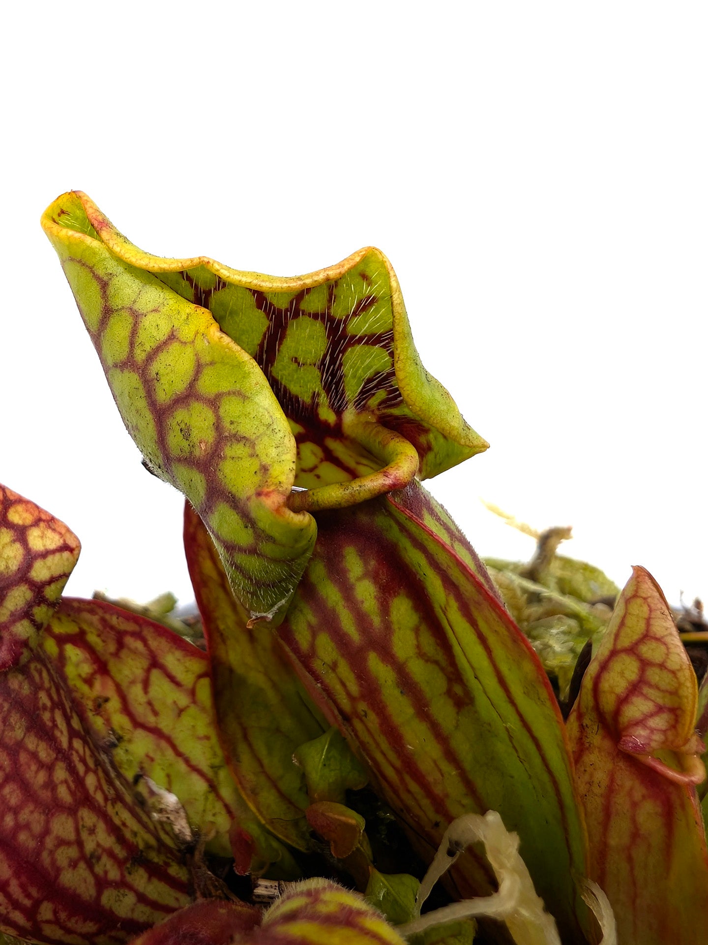 Sarracenia purpurea ssp. venosa var. montana PV19C MK x KPC