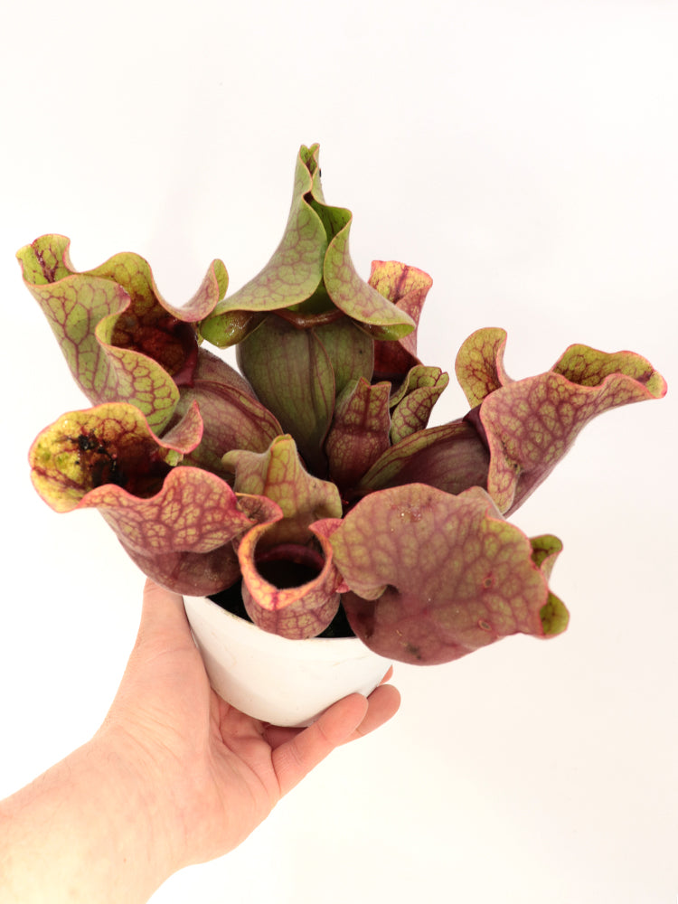 PV2 GC Sarracenia purpurea ssp. venosa "Giant"