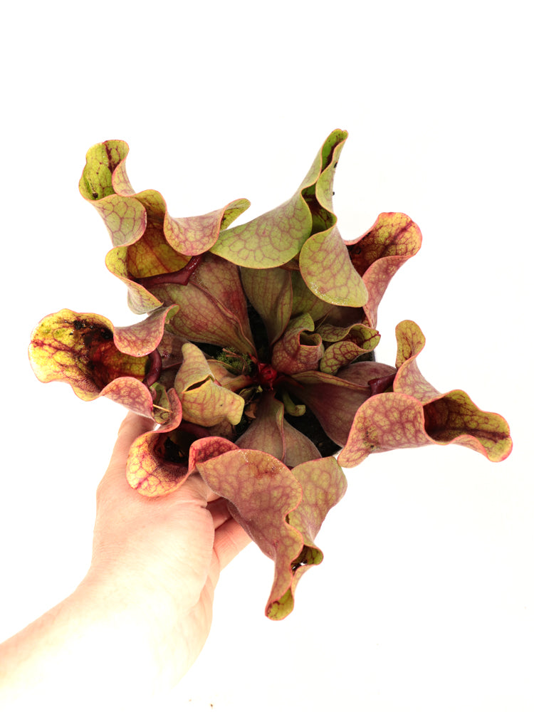 PV2 GC Sarracenia purpurea ssp. venosa "Giant"