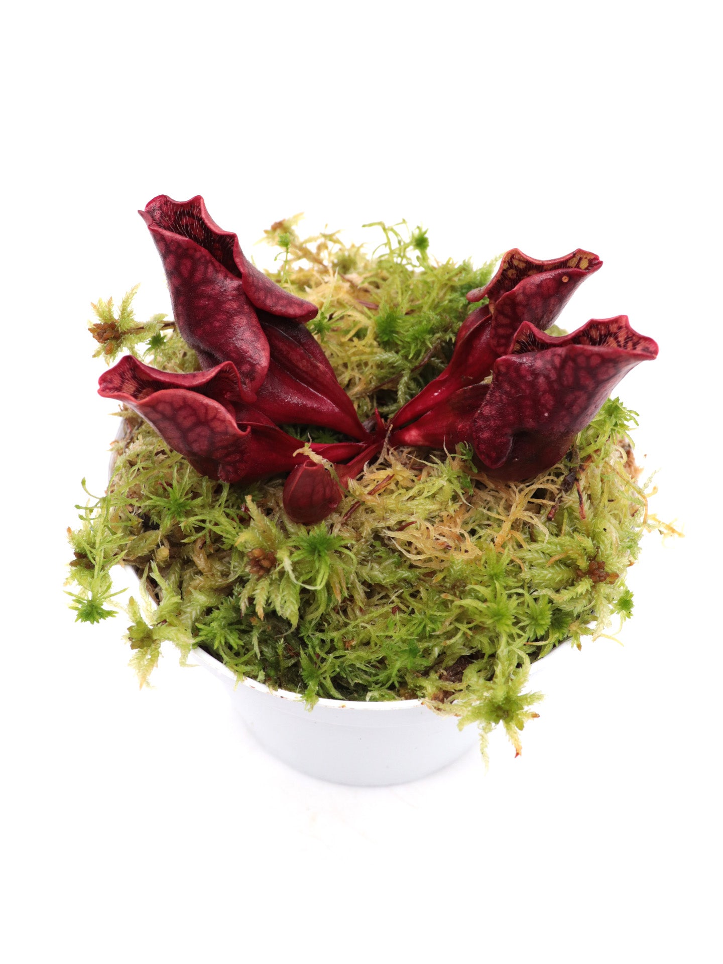 PV3 GC Sarracenia purpurea ssp. venosa var. montana "Red"