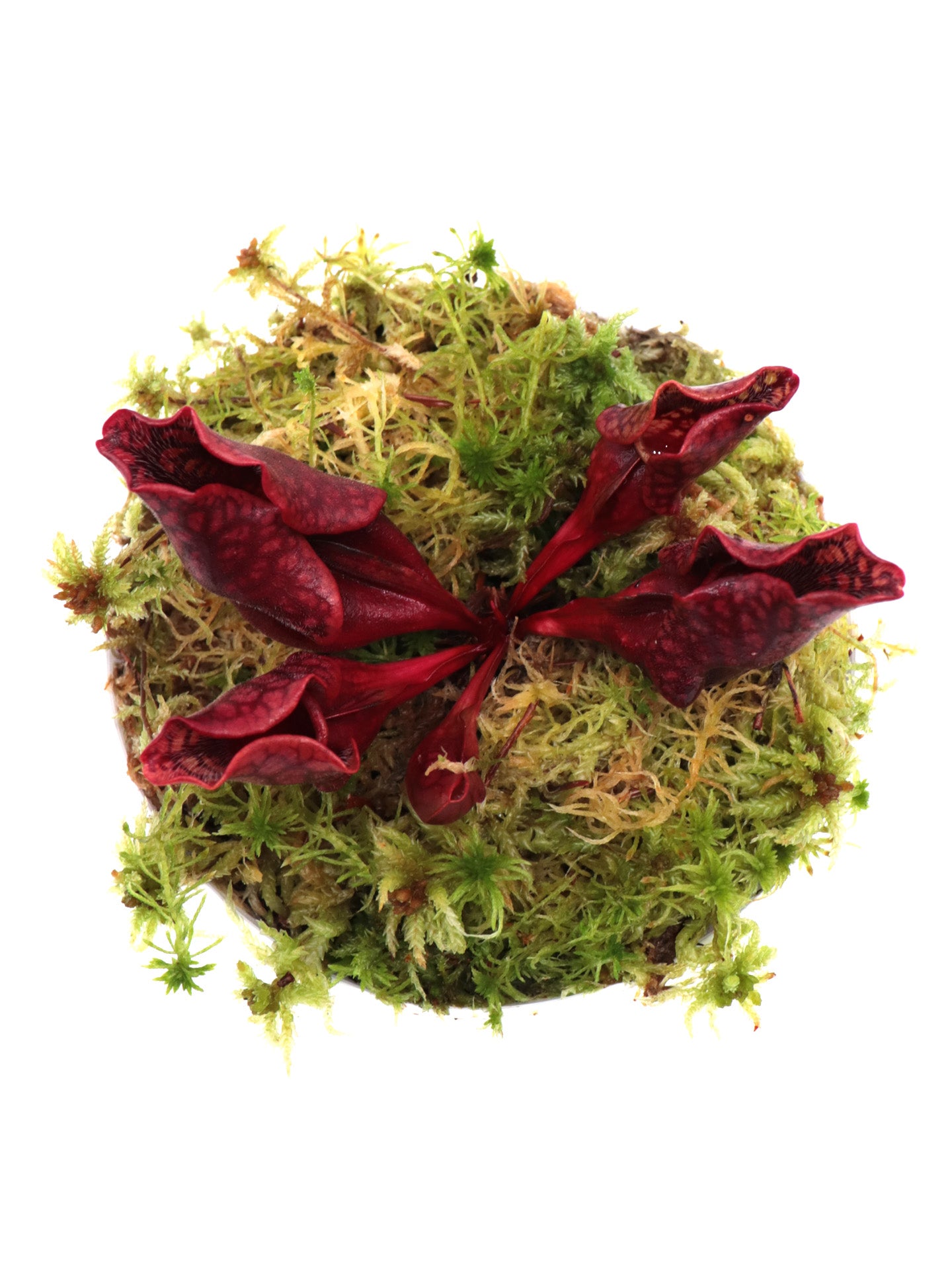 PV3 GC Sarracenia purpurea ssp. venosa var. montana "Red"