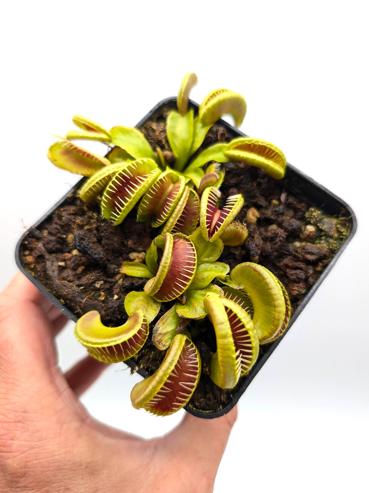 Dionaea muscipula Ramesse I