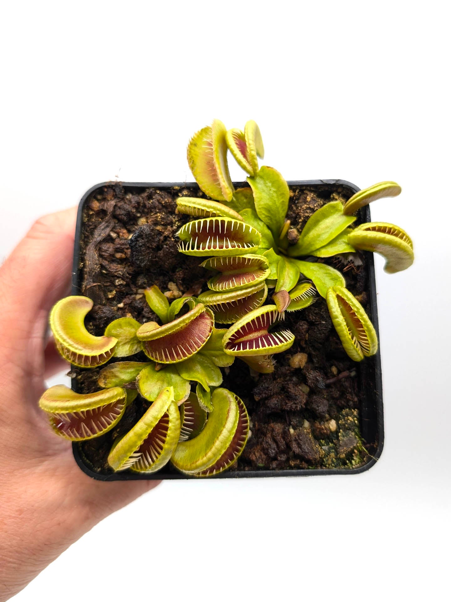 Dionaea muscipula Ramesse I