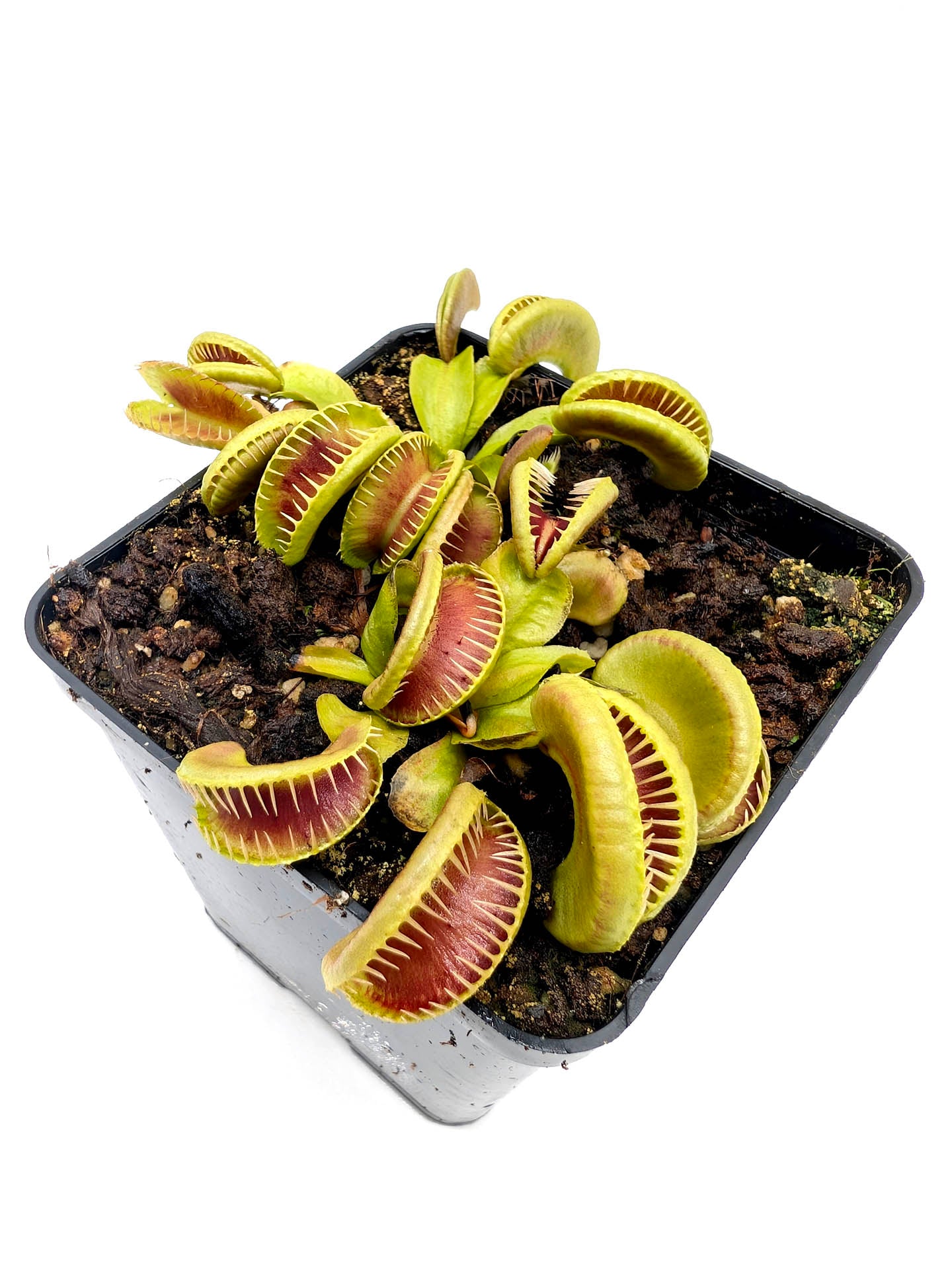 Dionaea muscipula Ramesse I