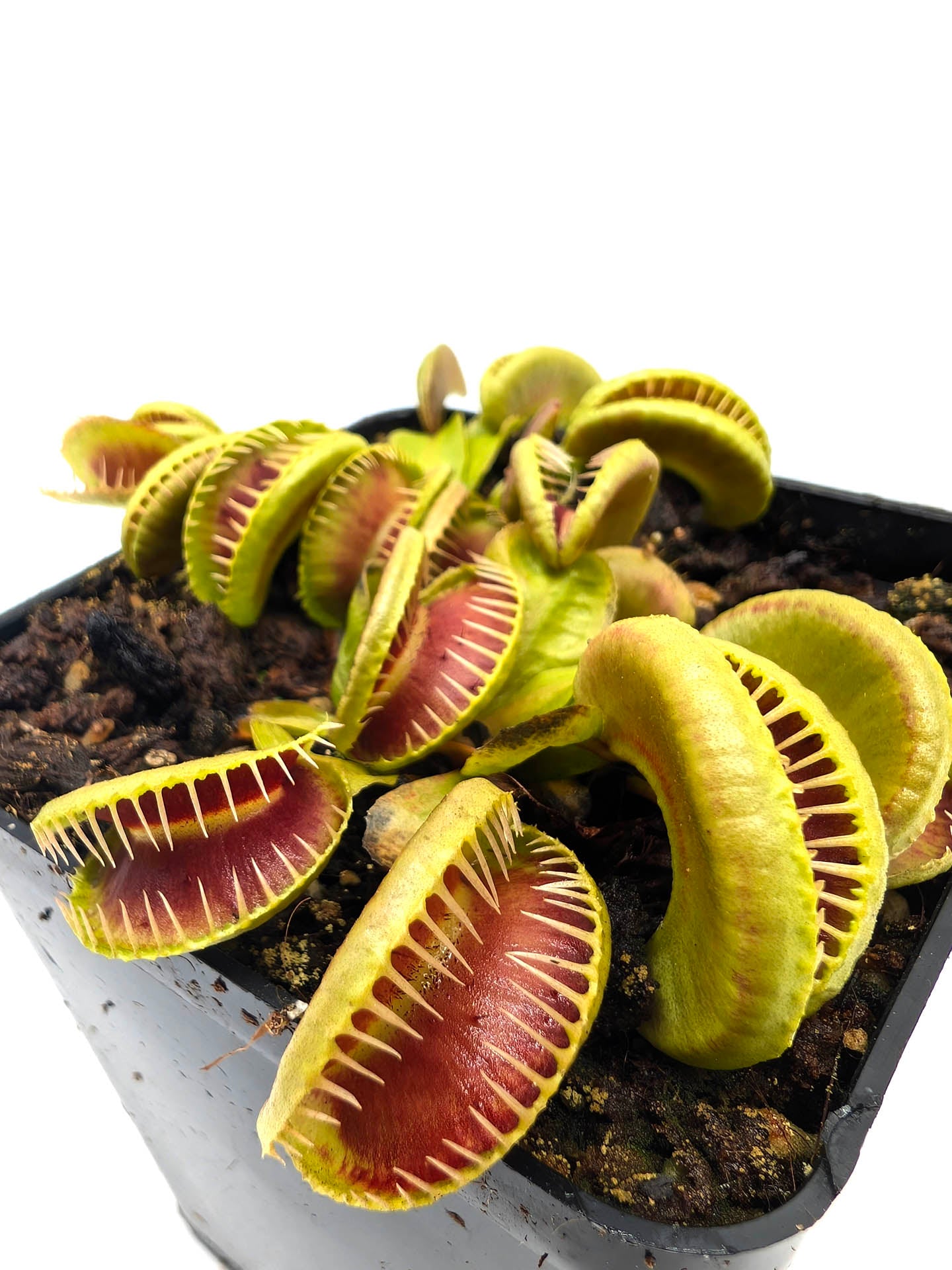 Dionaea muscipula Ramesse I