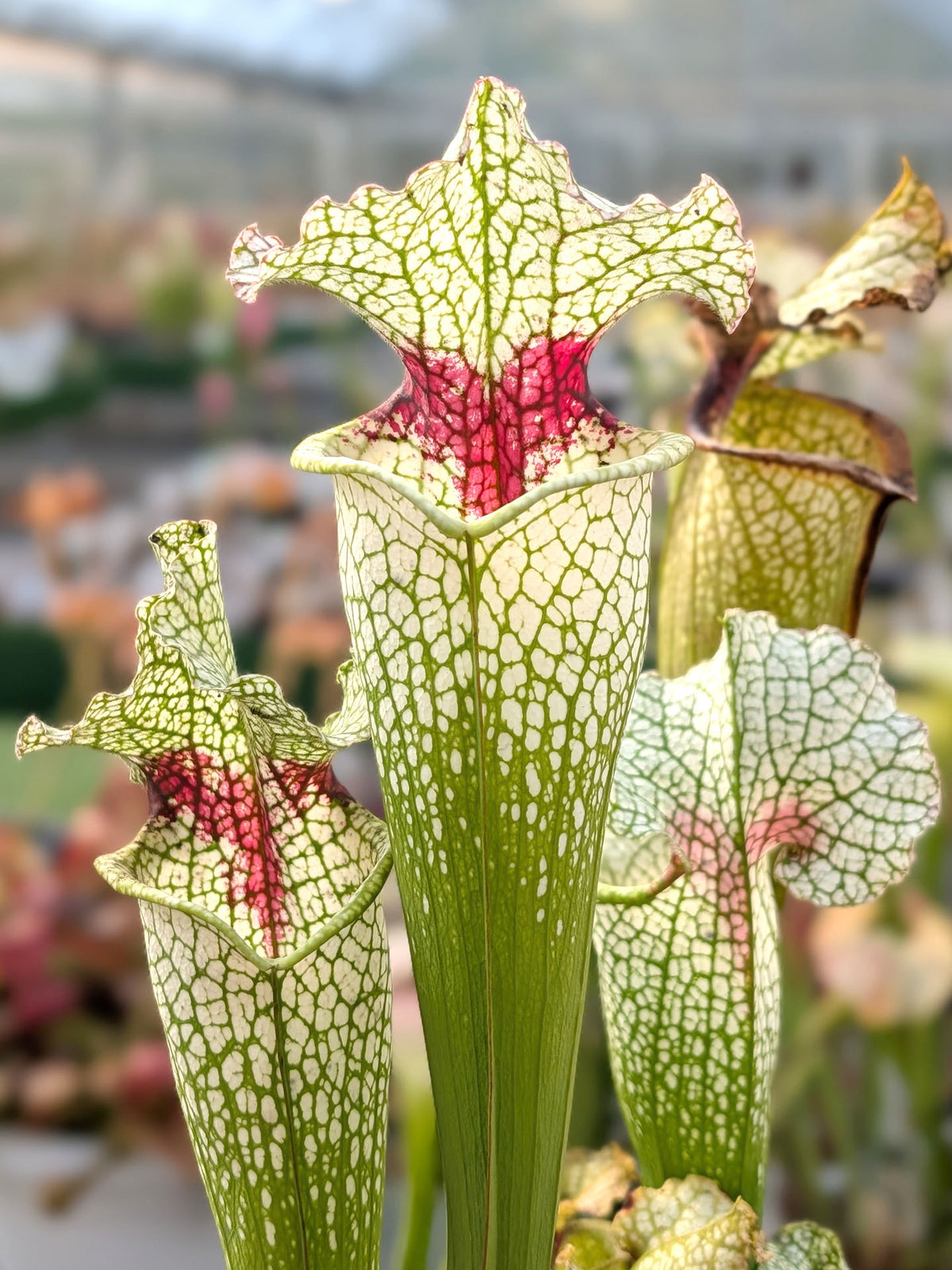 Sarracenia "Red Tanga"