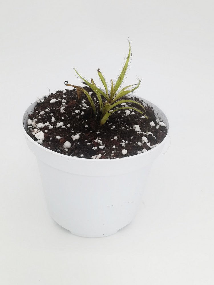 Drosera regia