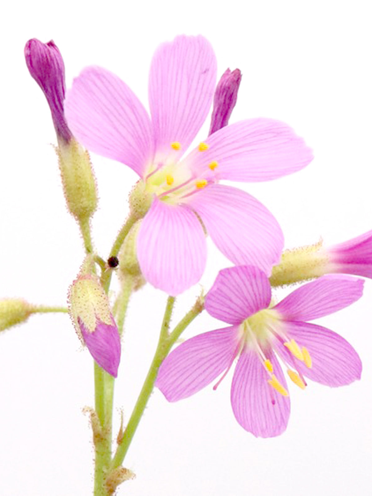 Drosera regia "Bright Pink Flower" T. Carow