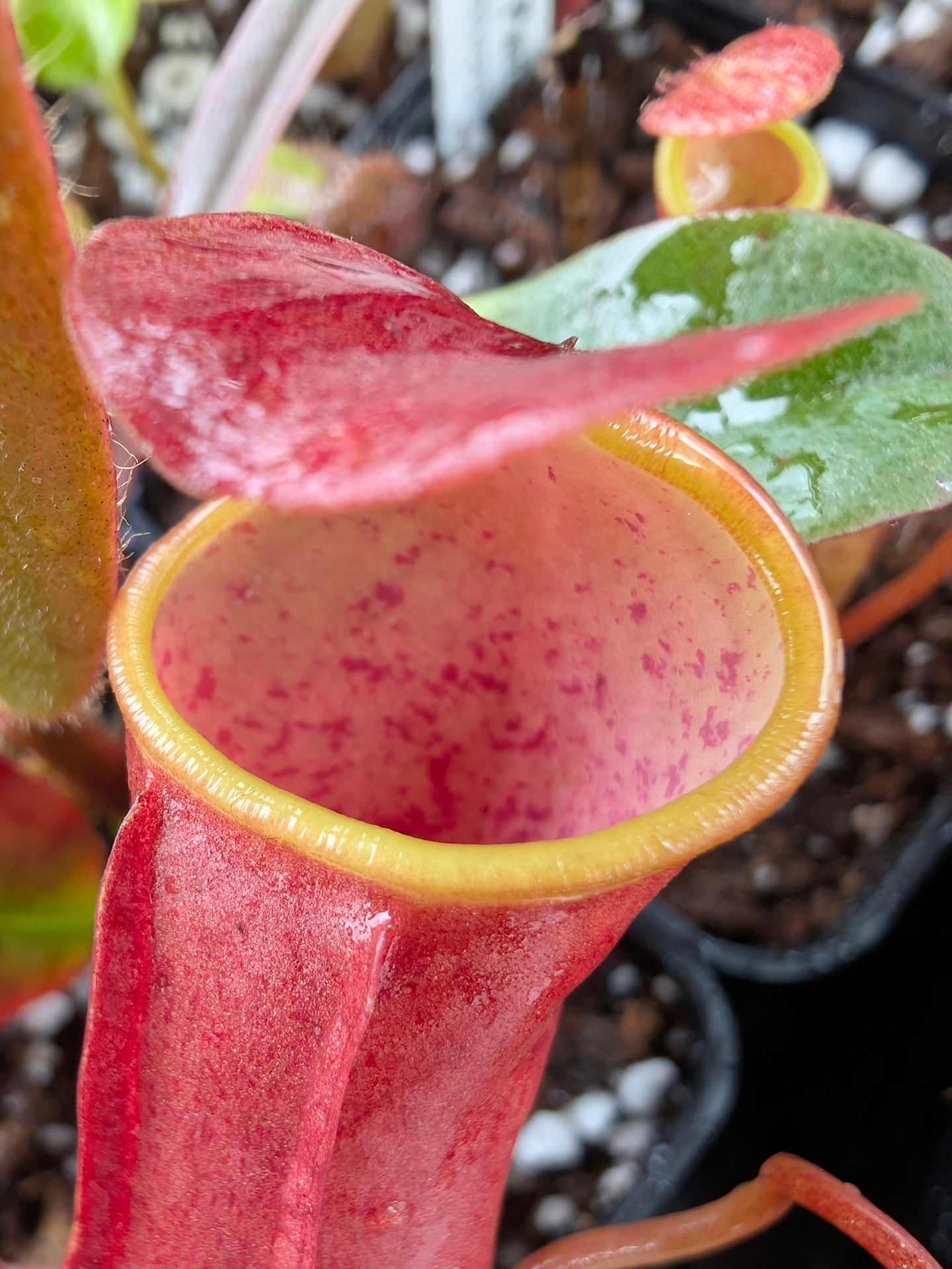 Nepenthes reinwardtiana Red form, Bario, Kelabit Highlands, Borneo
