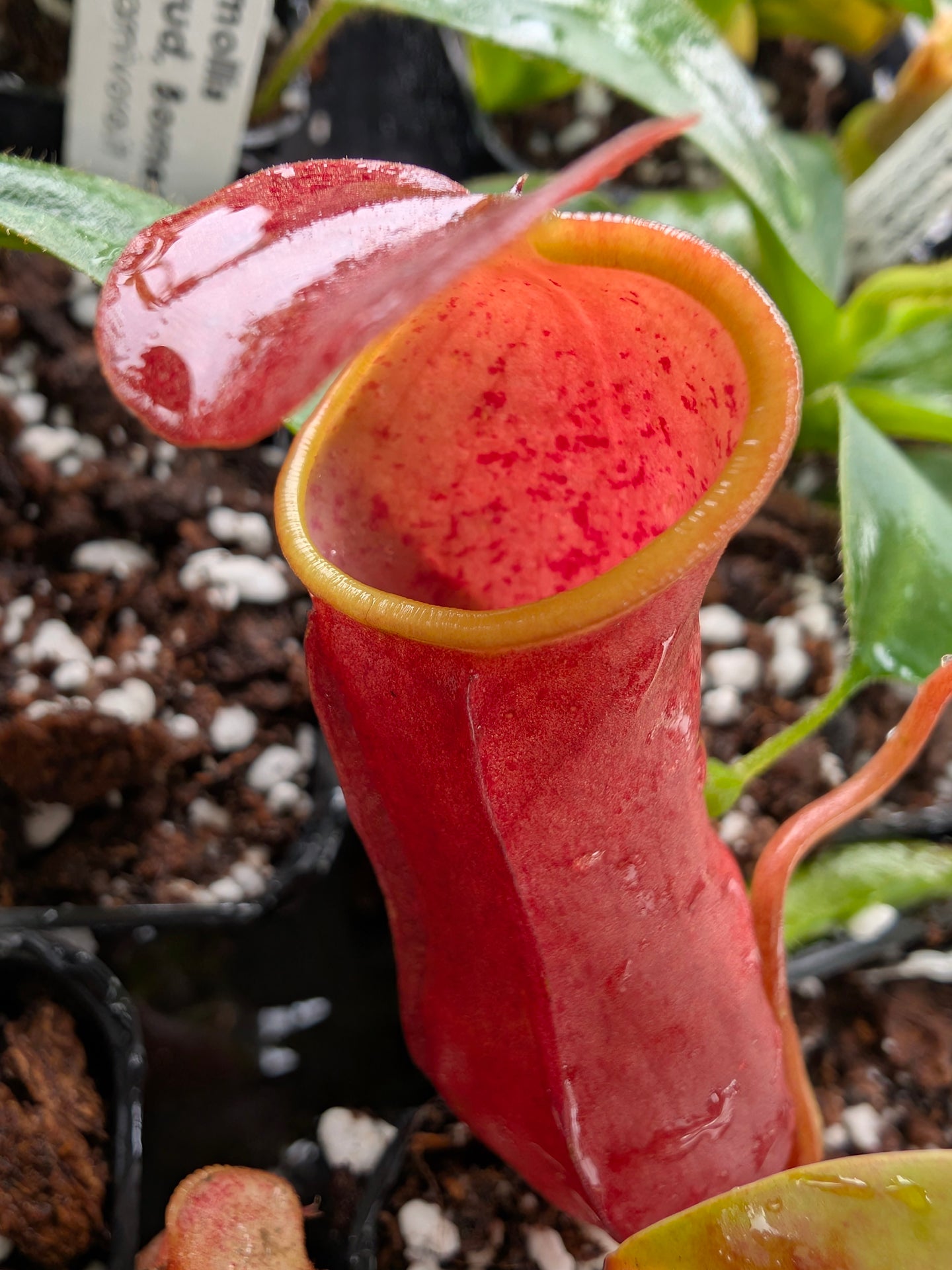 Nepenthes reinwardtiana Red form, Bario, Kelabit Highlands, Borneo