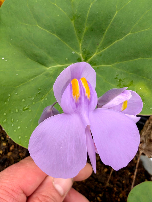 Utricularia reniformis x nelumbifolia
