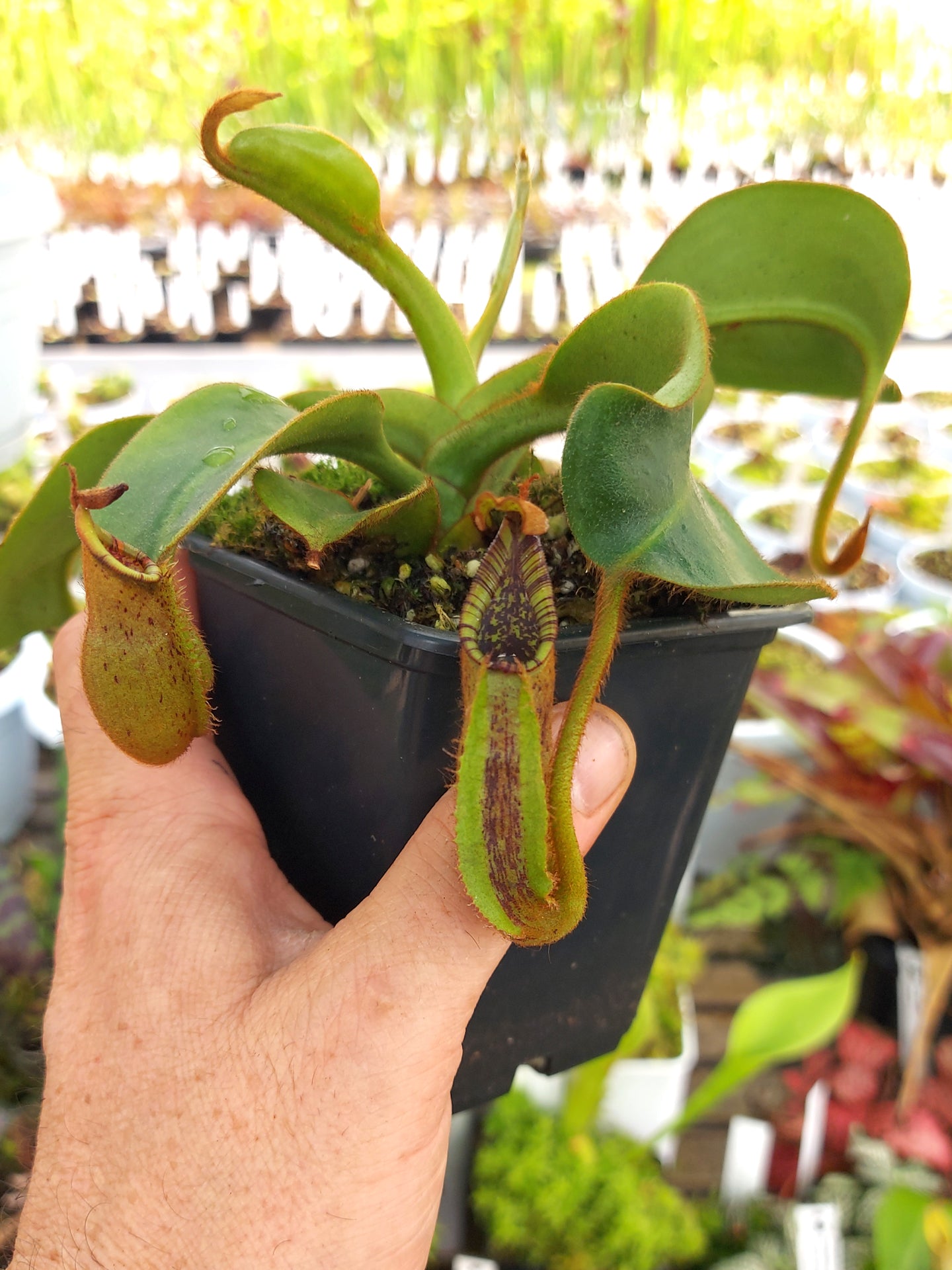 Nepenthes robcantleyi x mollis  MALE