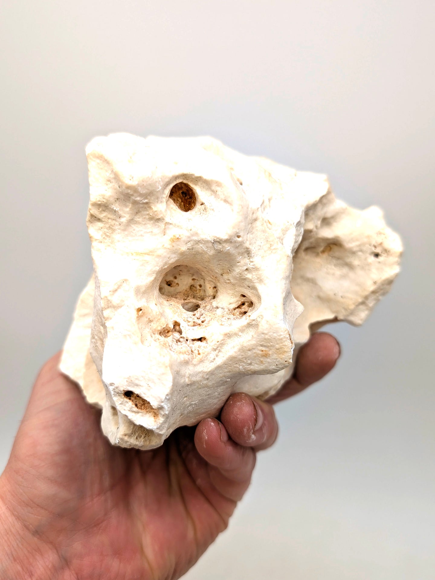 Roccia Calcarea Bianca Forata