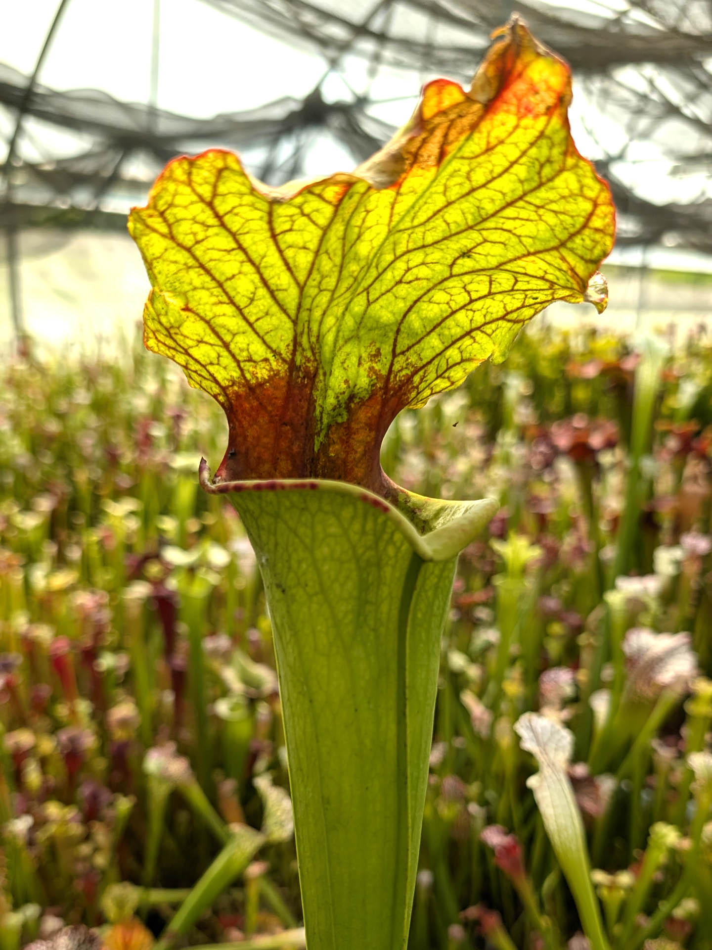 Sarracenia "Rocco"