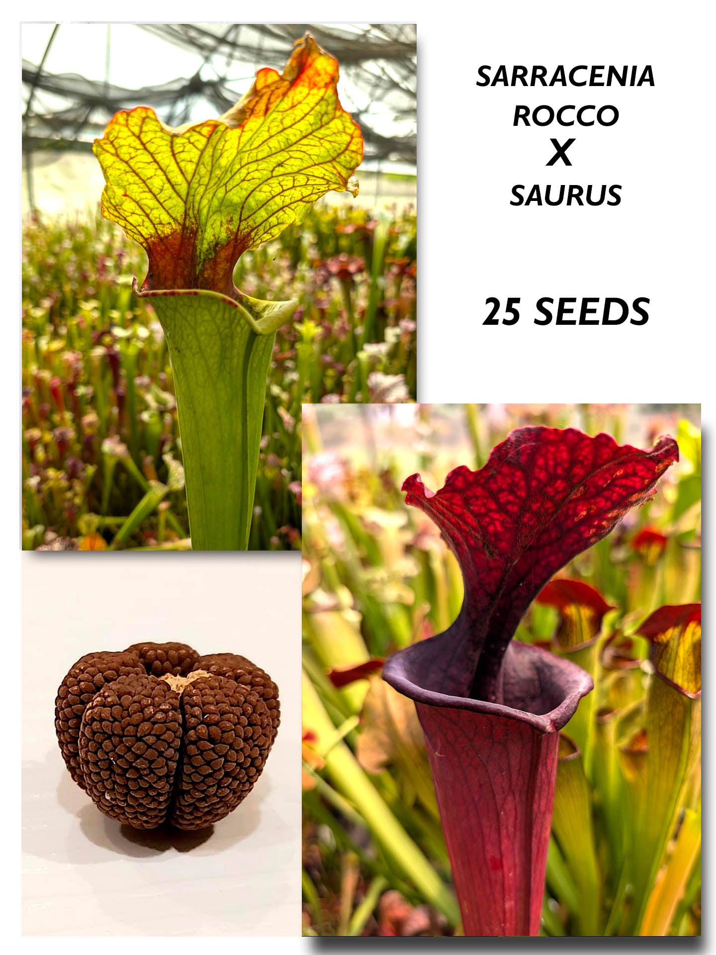 SARRACENIA ROCCO X SAURUS