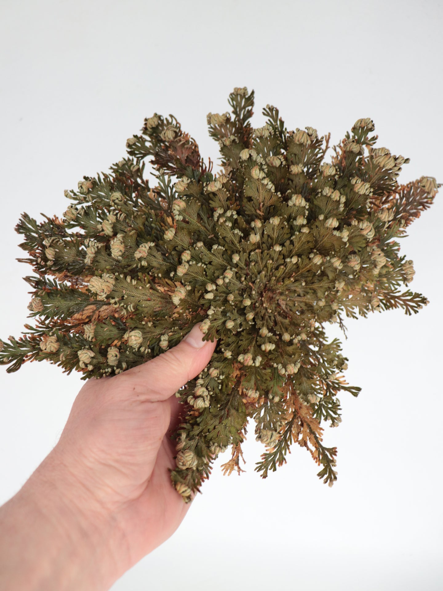 Selaginella lepidophylla Falsa Rosa di Jerico Large Size