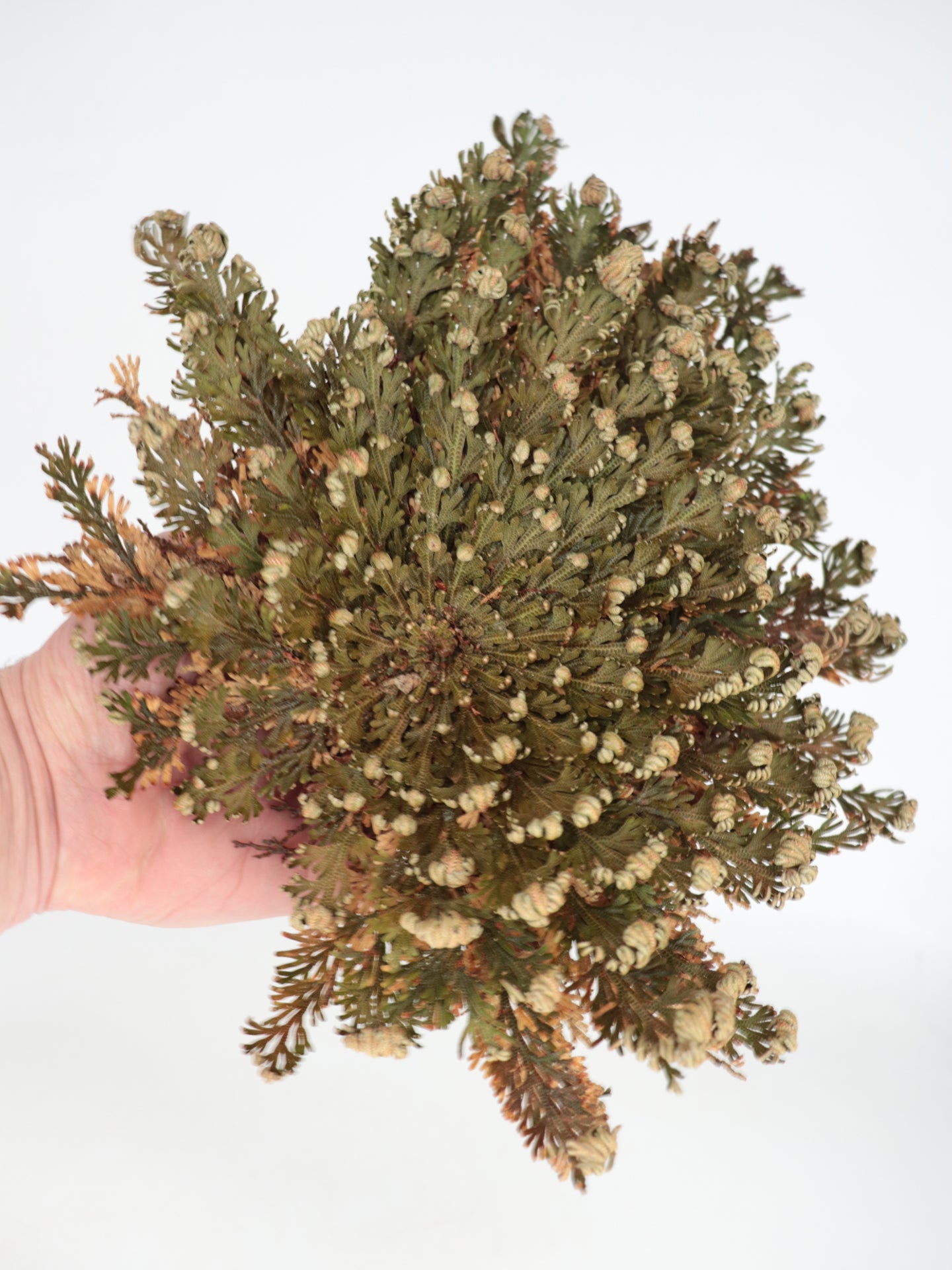 Selaginella lepidophylla Falsa Rosa di Jerico Large Size