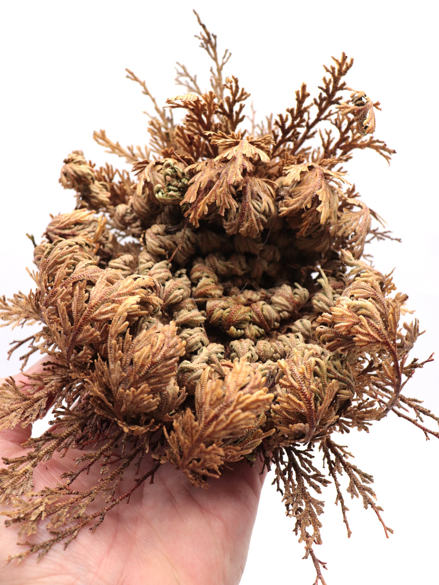 Selaginella lepidophylla Falsa Rosa di Jerico Large Size