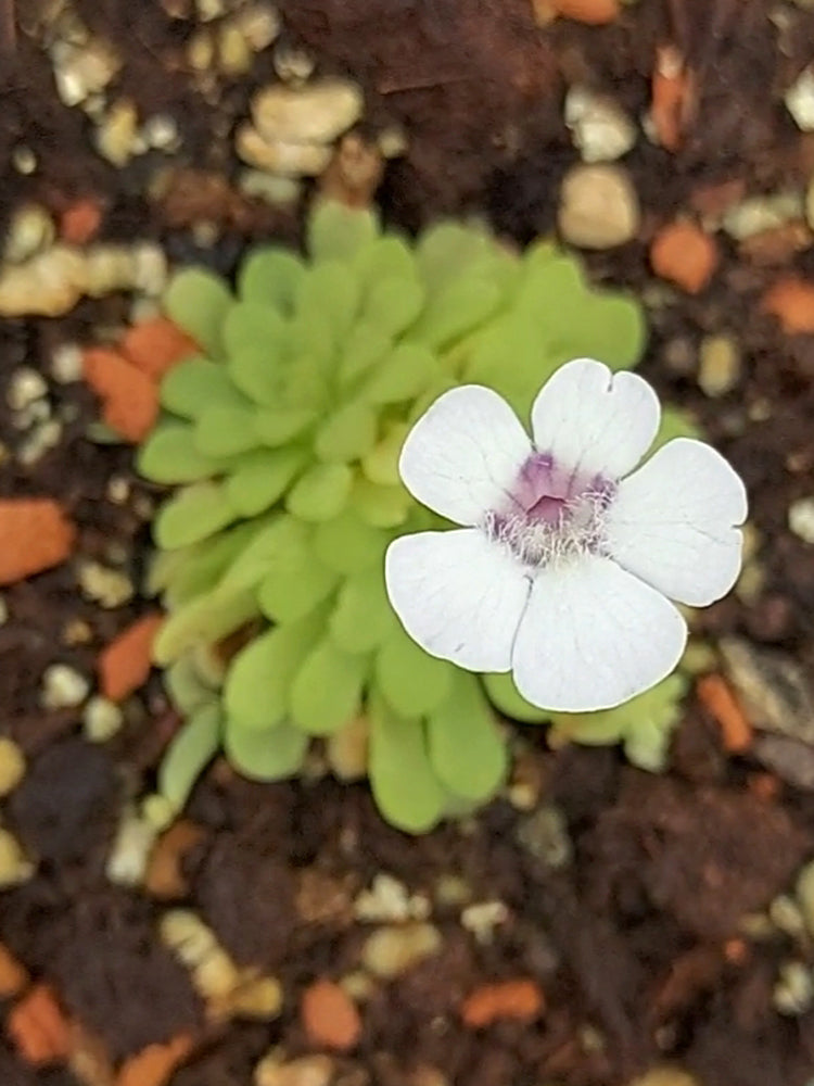 Pinguicula rotundiflora