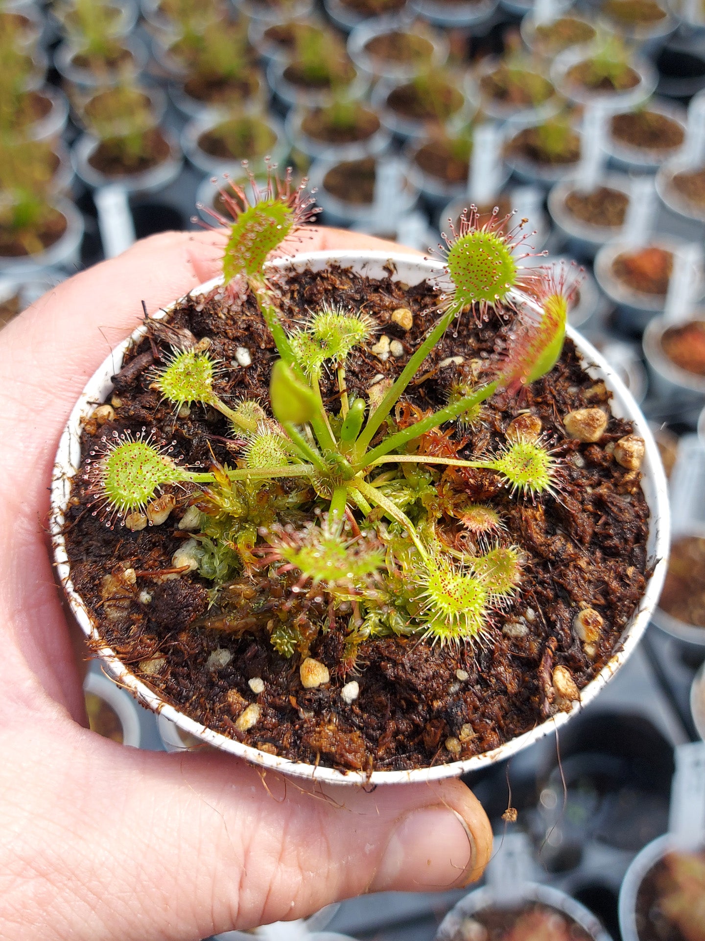 Drosera rotundifolia