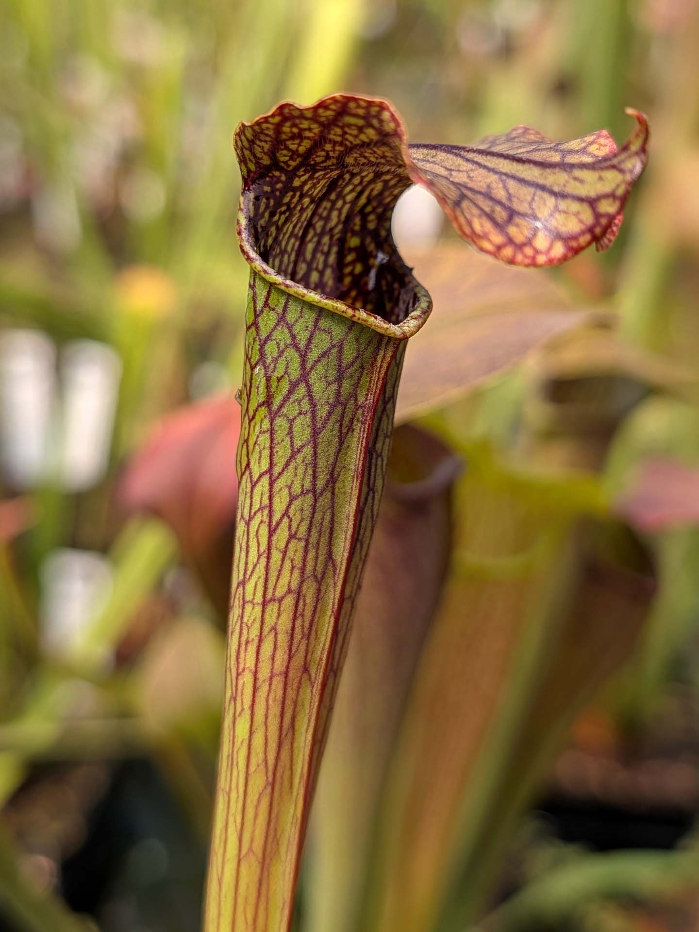 Sarracenia rubra ssp. gulfensis "Dark Tall Pitchers"