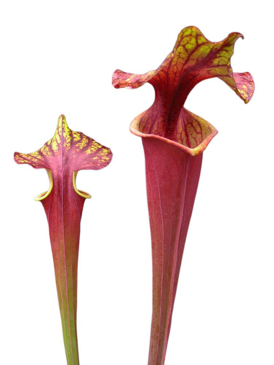 Sarracenia flava var. rubricorpora   F77 MK "Very tall form"