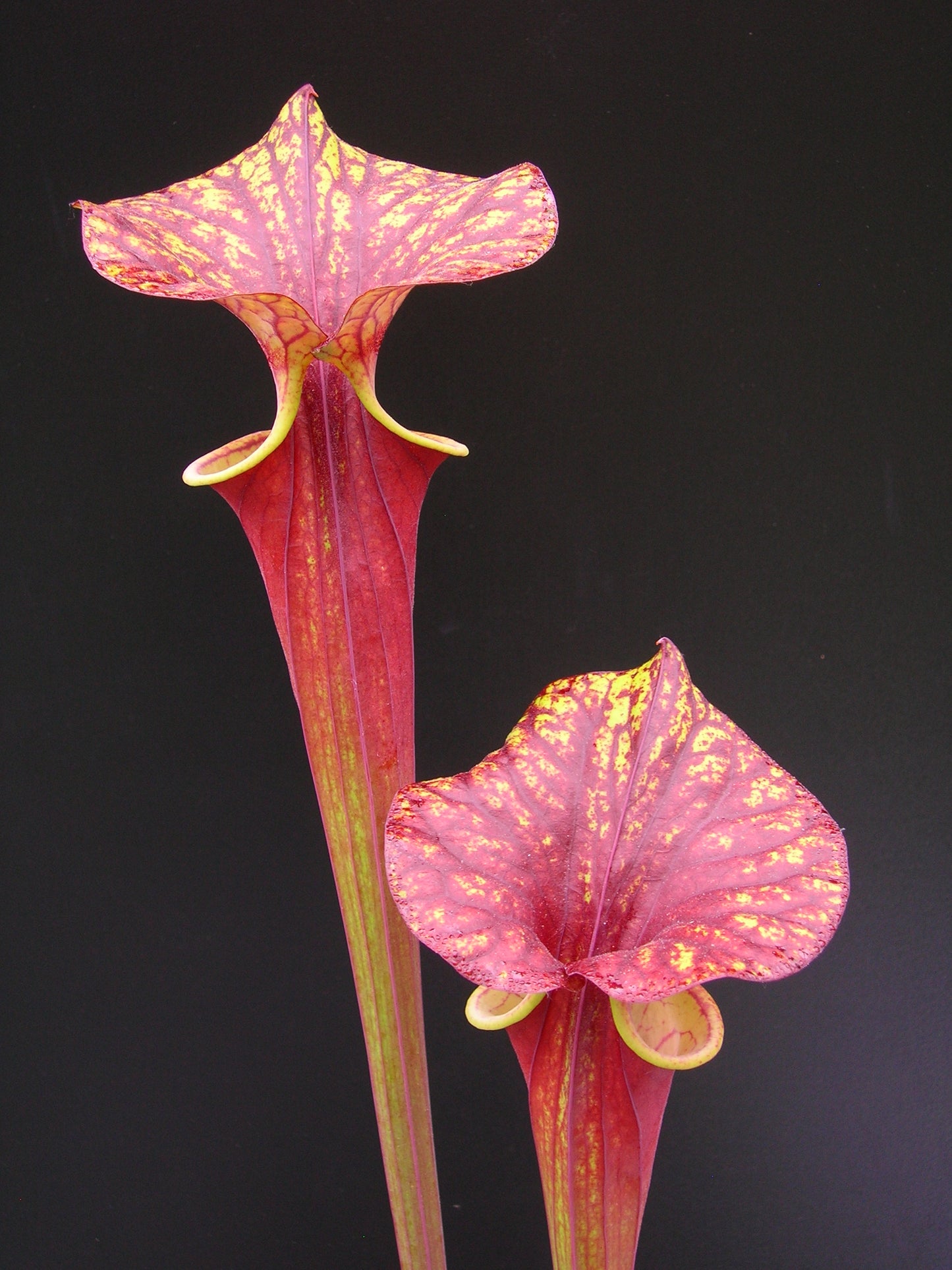 Sarracenia flava var. rubricorpora FL13 RVL
