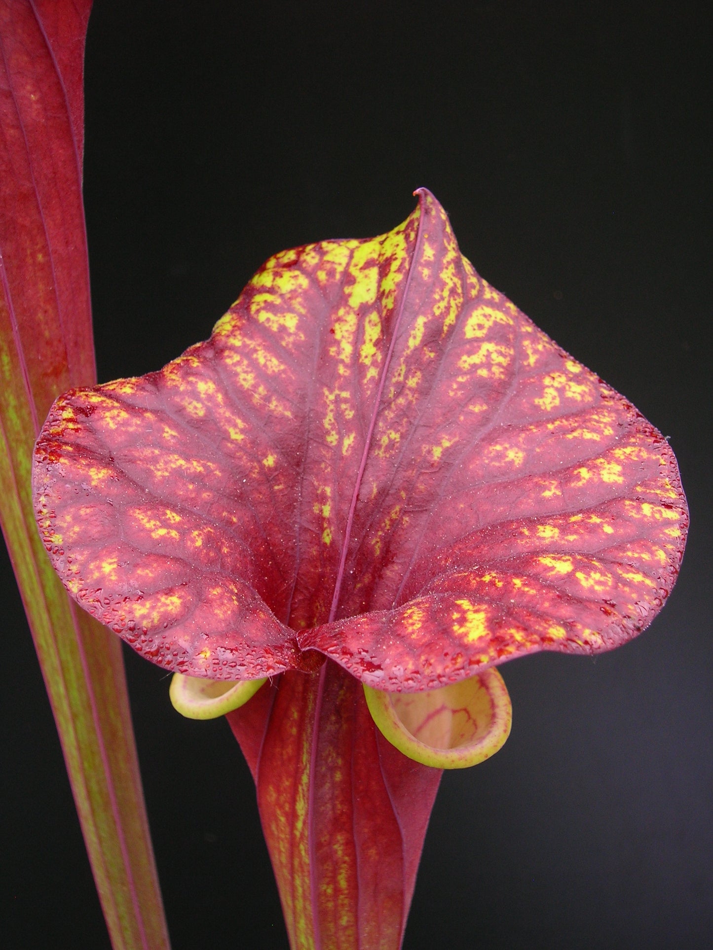Sarracenia flava var. rubricorpora FL13 RVL