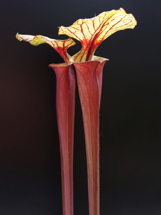 Sarracenia flava var. rubricorpora  Sumatra  "Very tall"