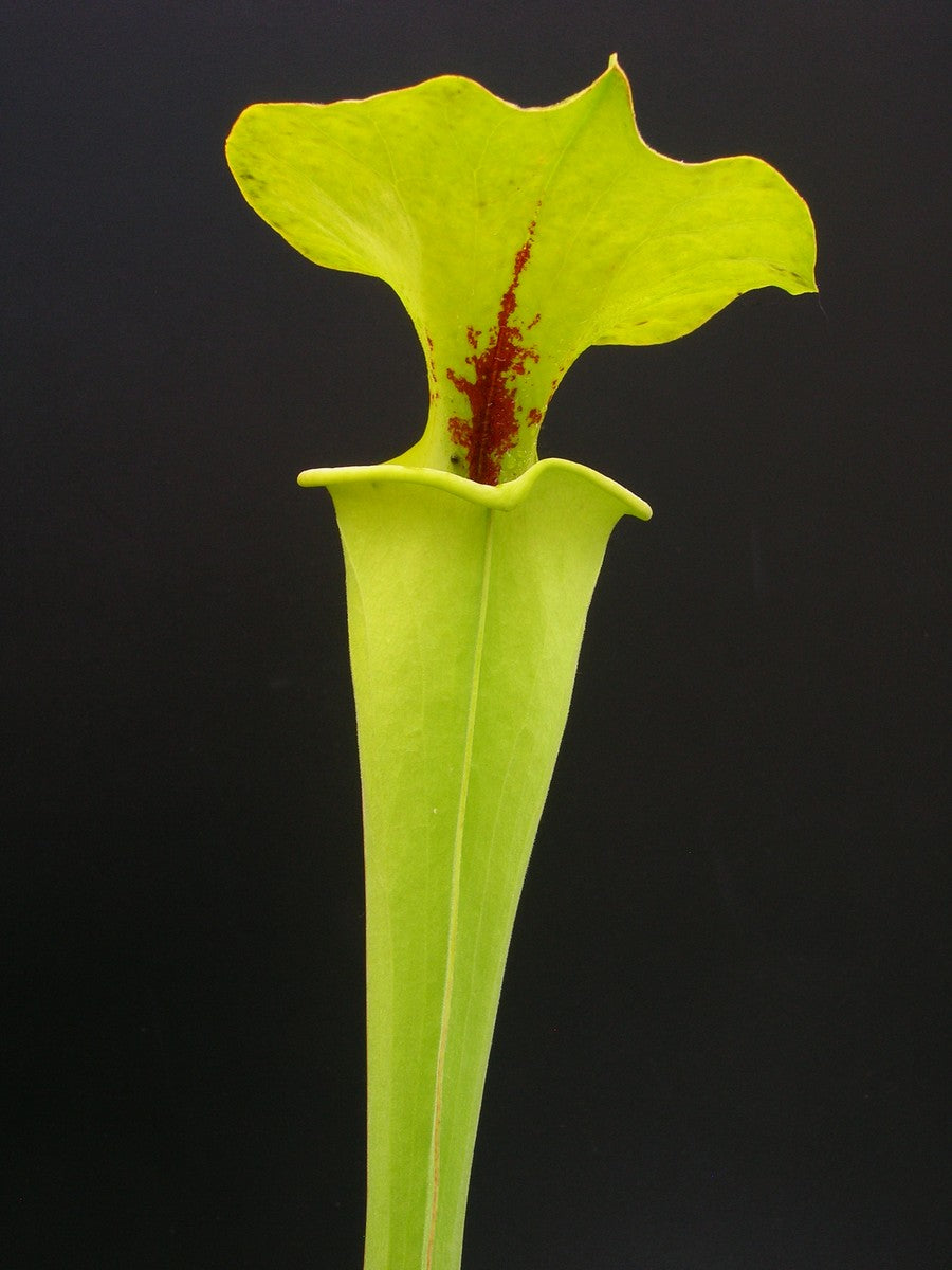 Sarracenia flava var. rugelii  F100 MK  Very tall form, Apalachicola National Park, FL.