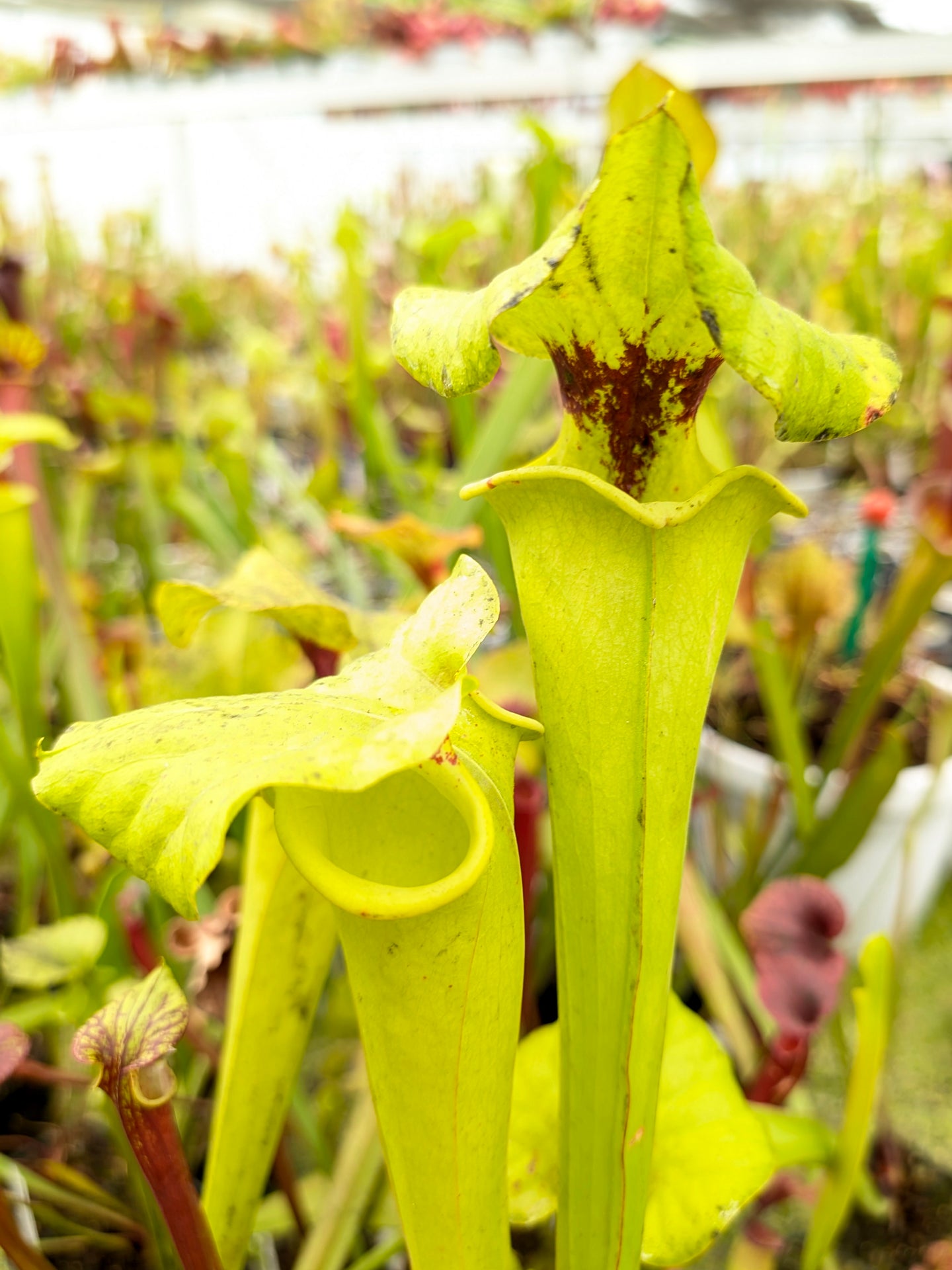 Sarracenia flava var. rugelii Black Water River, Santa Rosa Co.