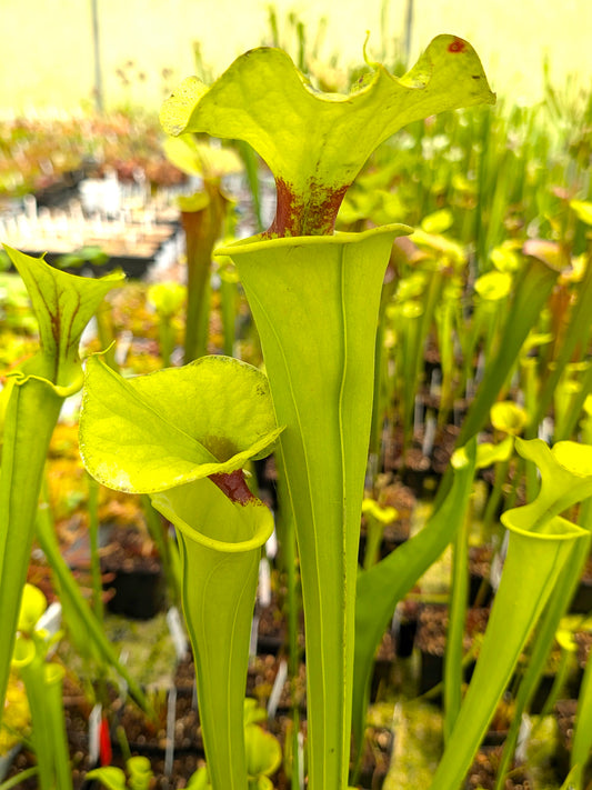 Sarracenia flava var. rugelii  Homerville Airport, Ware County, Georgia