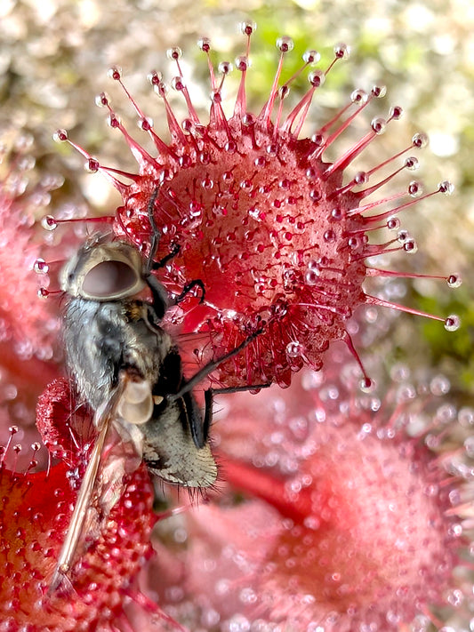 Drosera rupicola "Red x Green form"