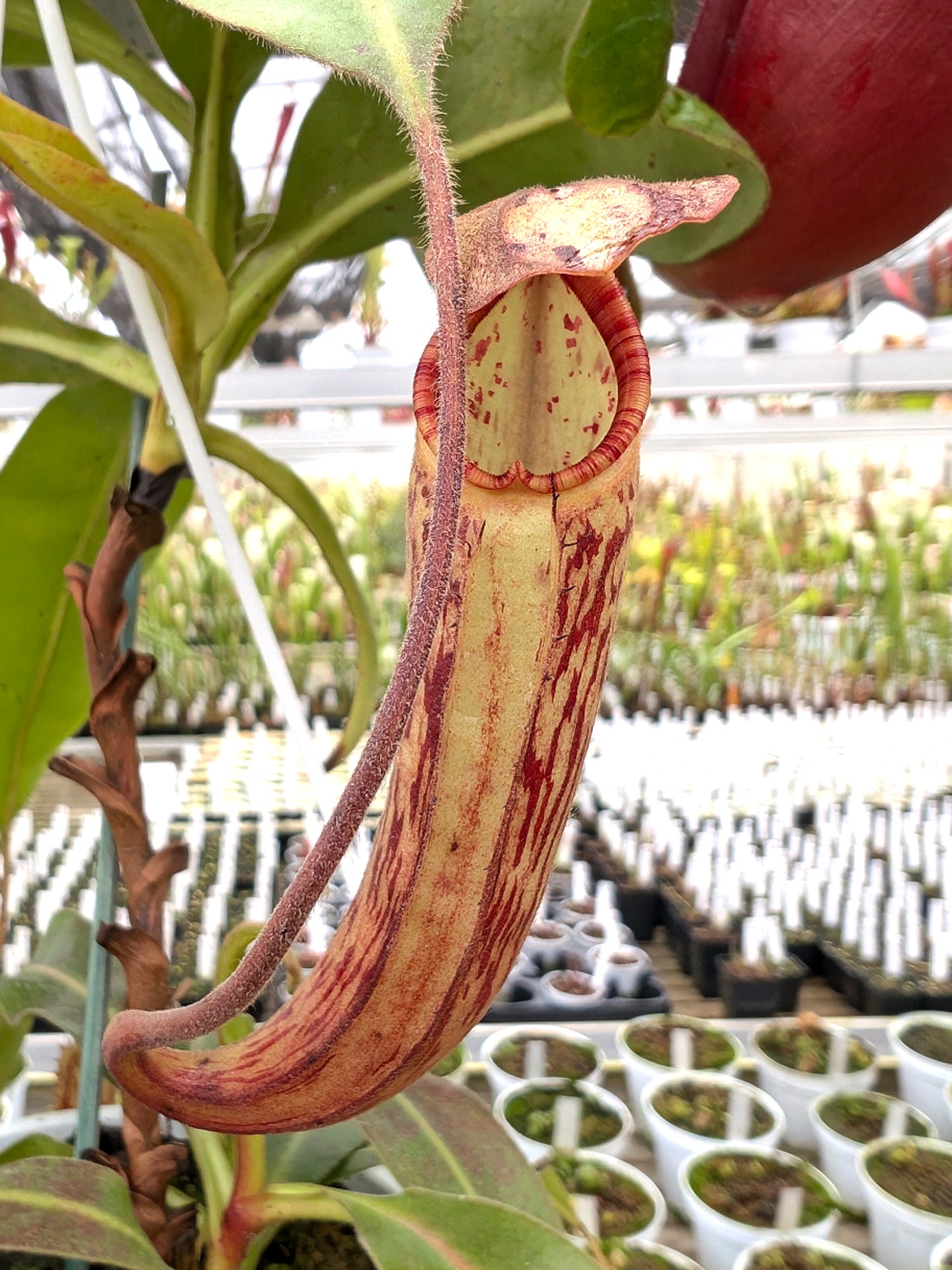 Nepenthes "Samsara"