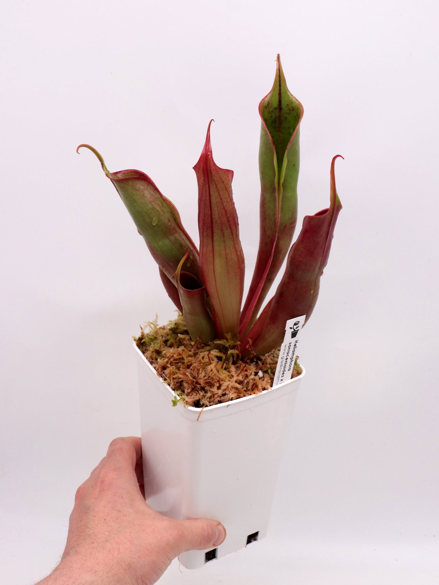 Heliamphora sarracenioides  x minor "Burgundy Black"