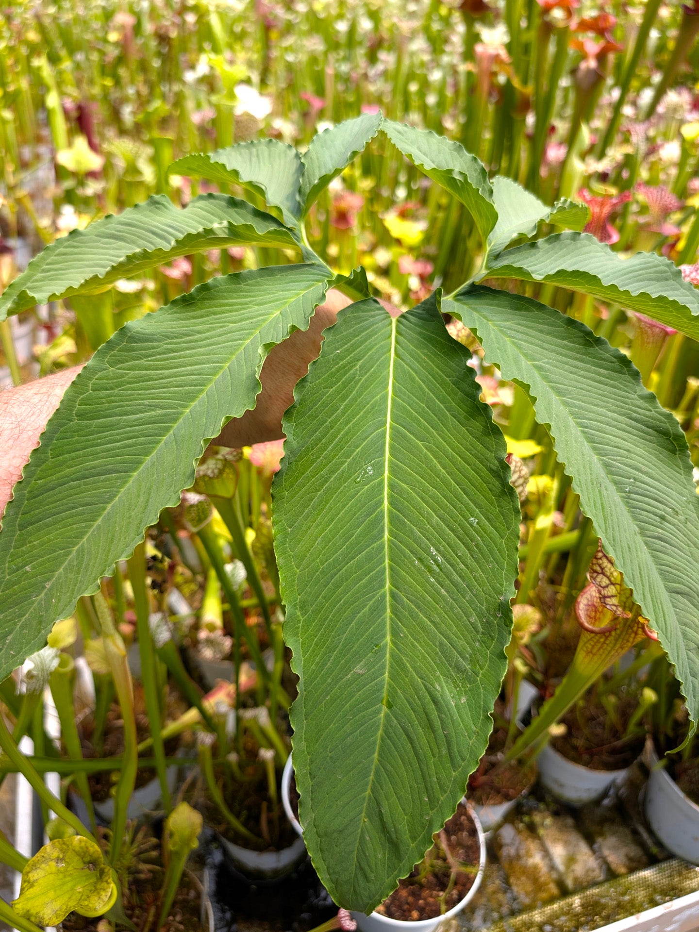 Sauromatum venosum 1 bulbo Large