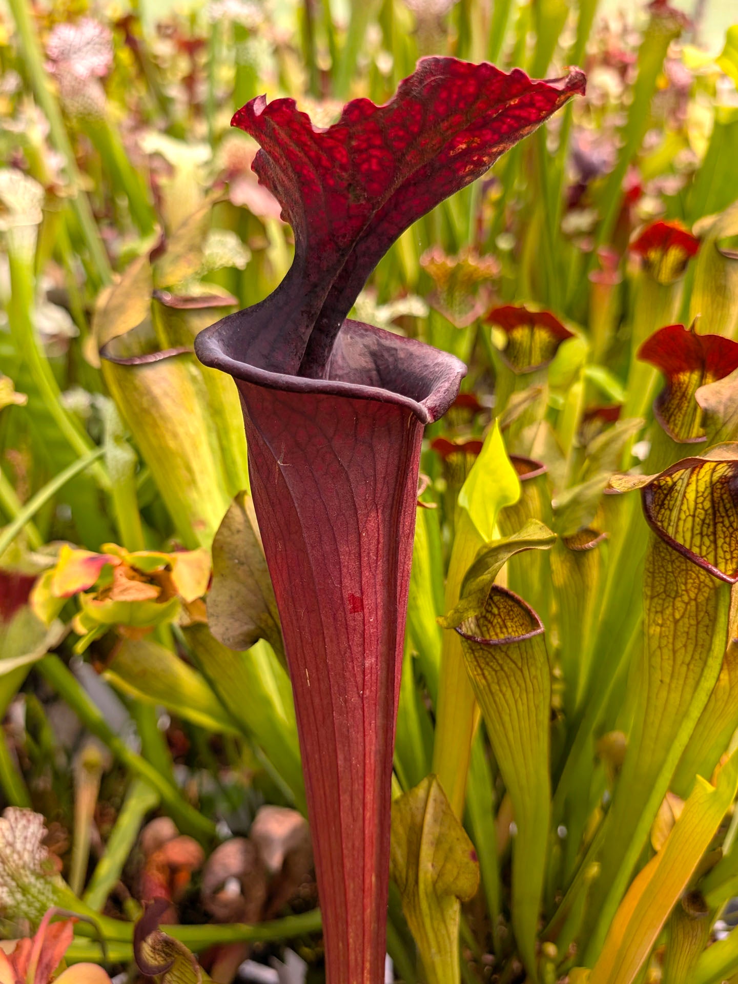 Sarracenia 'Saurus'