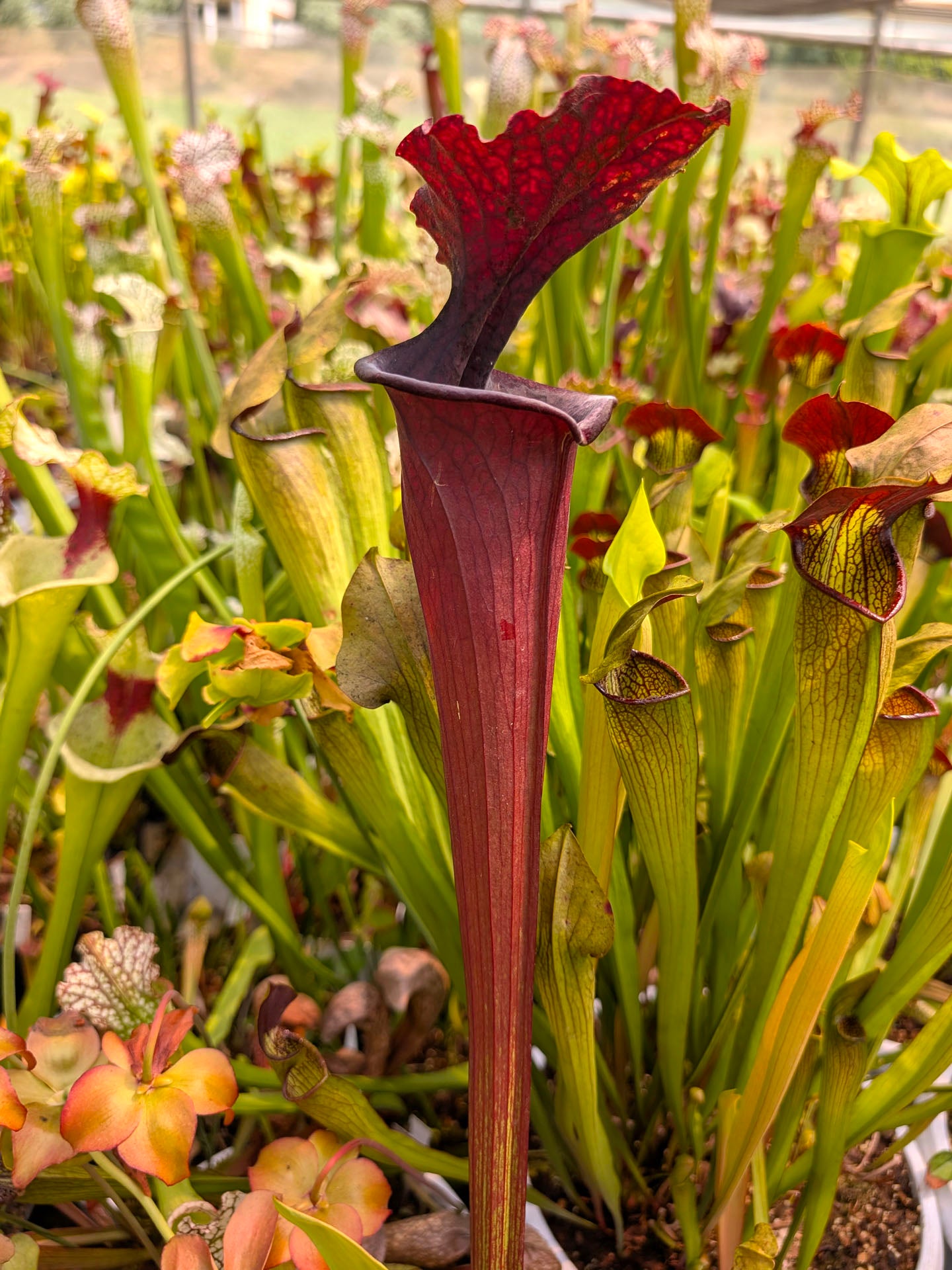 Sarracenia 'Saurus'