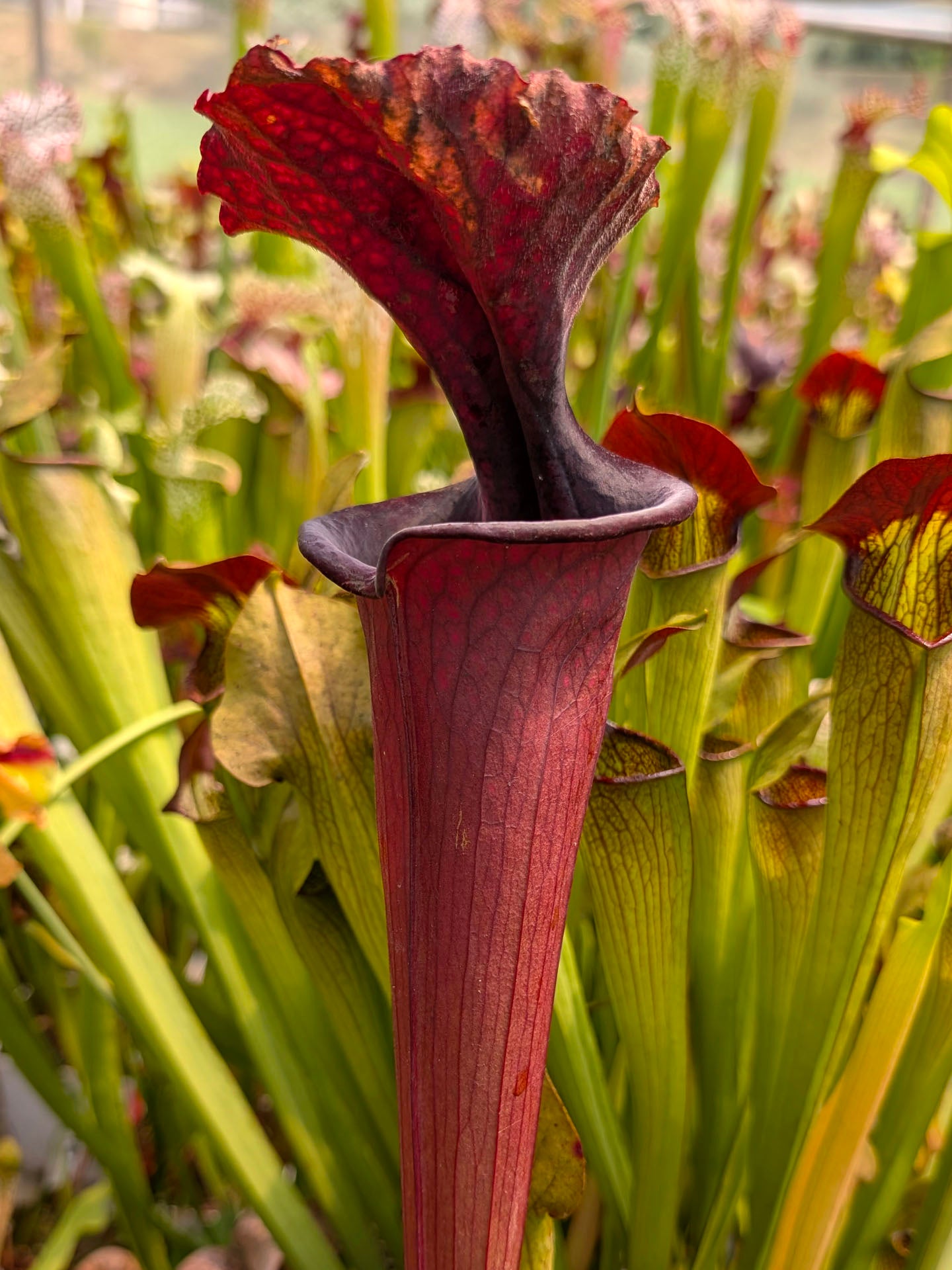 Sarracenia 'Saurus'