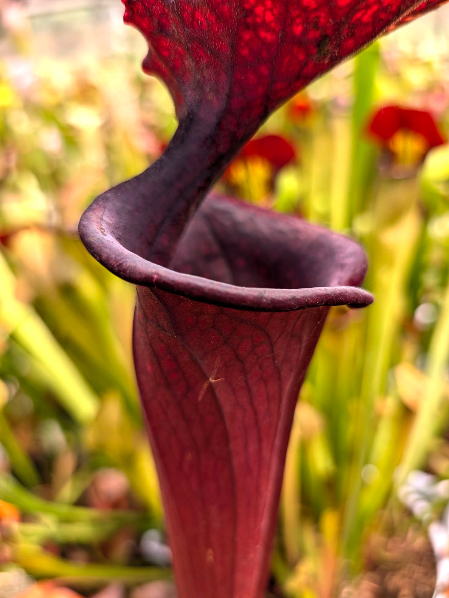 Sarracenia 'Saurus'