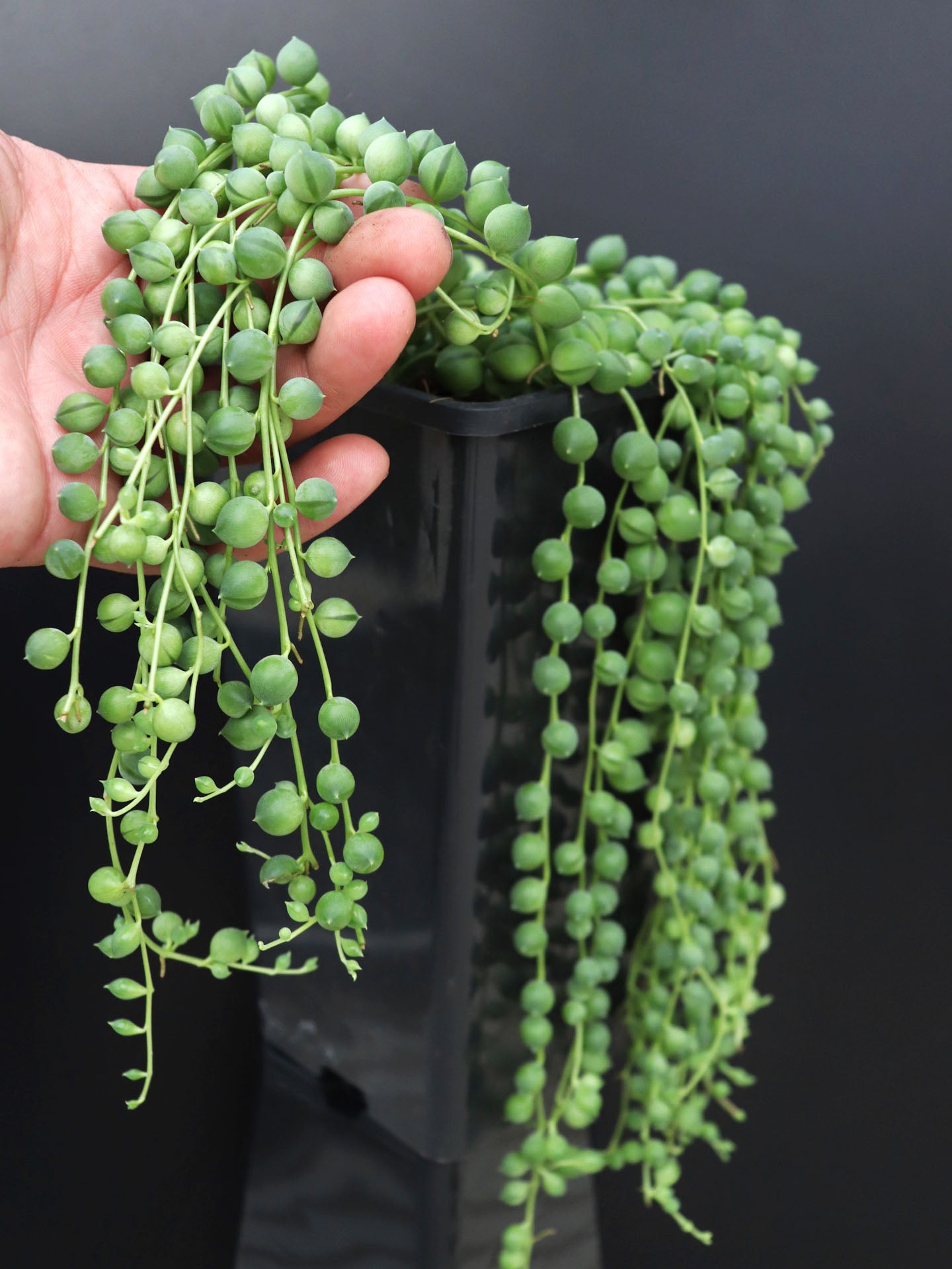 Senecio rowleyanus Pianta del rosario