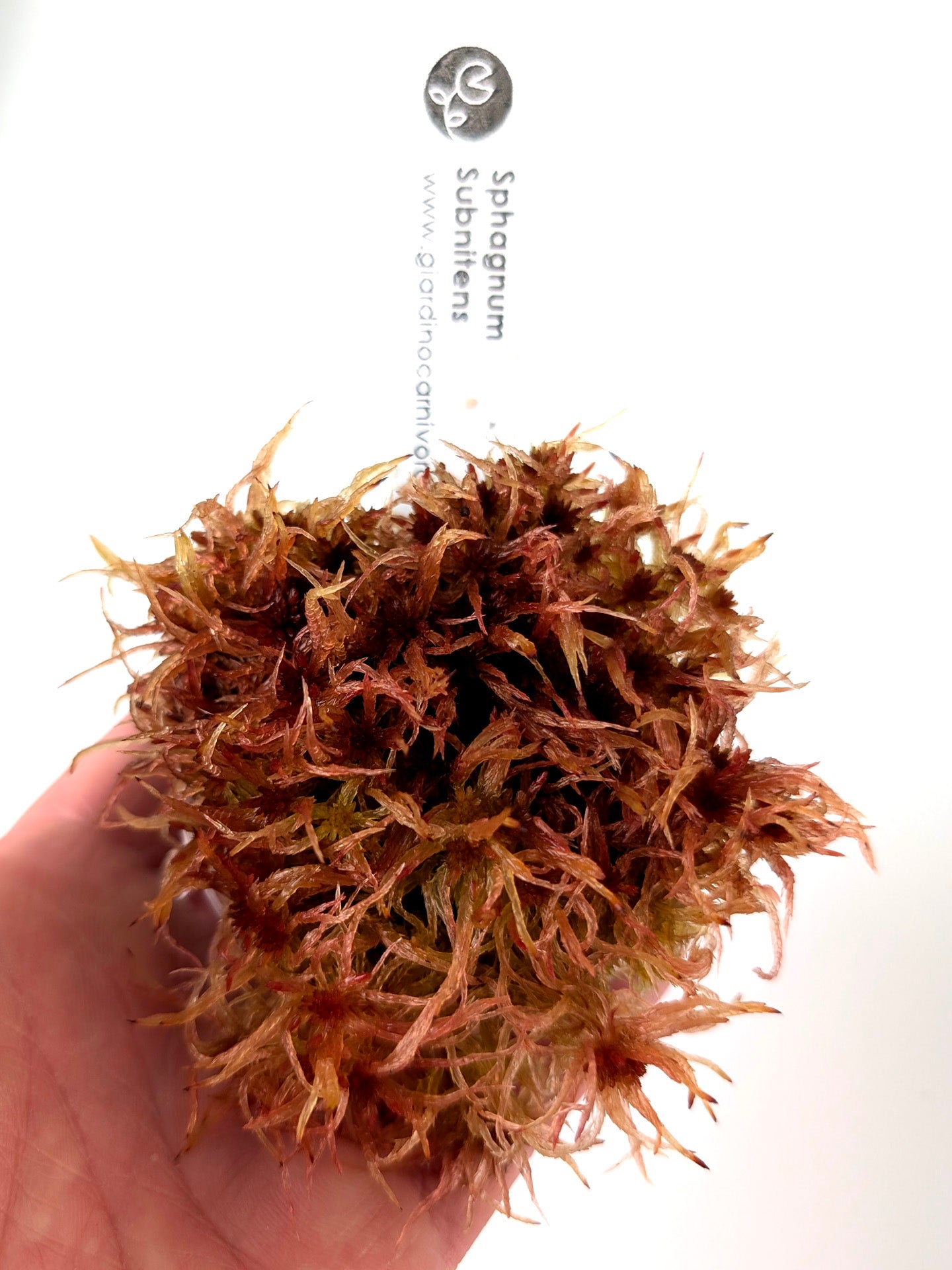 Live sphagnum: Sphagnum subnitens
