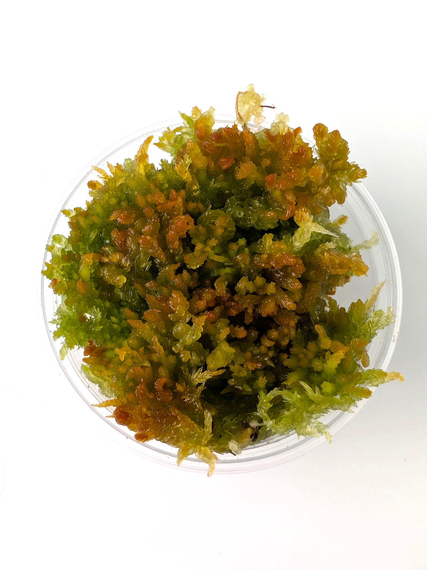 Live sphagnum: Sphagnum compactum