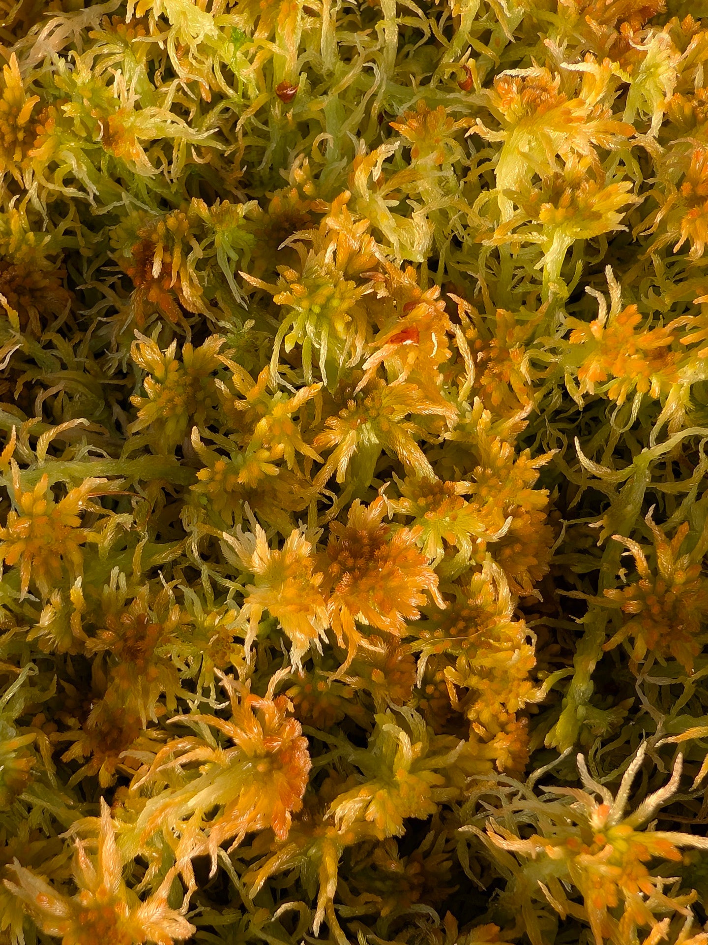 Live sphagnum: Sphagnum fallax