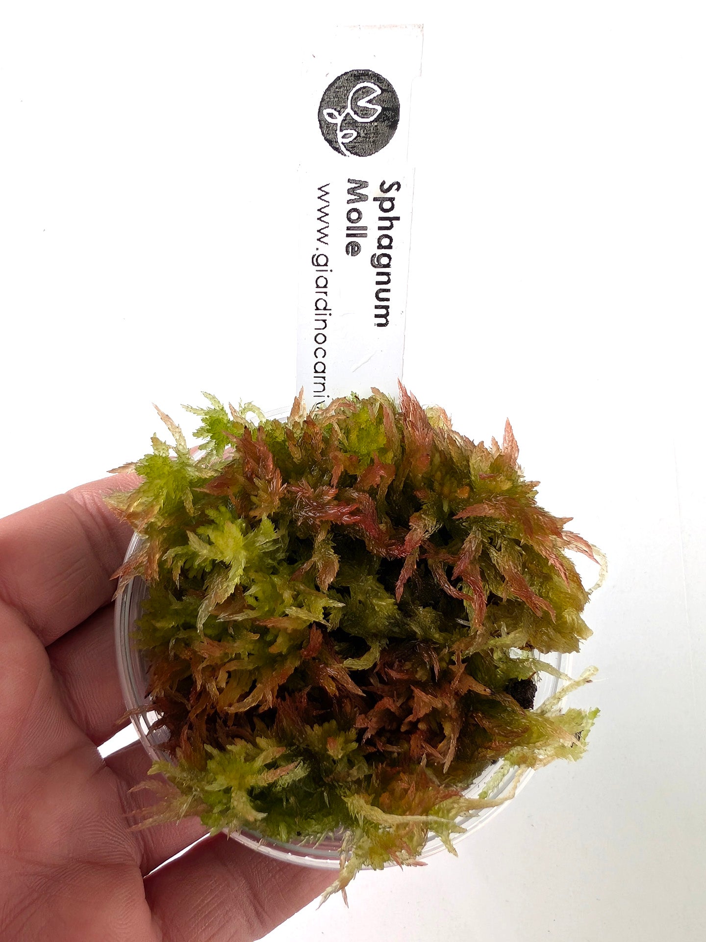Live sphagnum moss: Sphagnum molle
